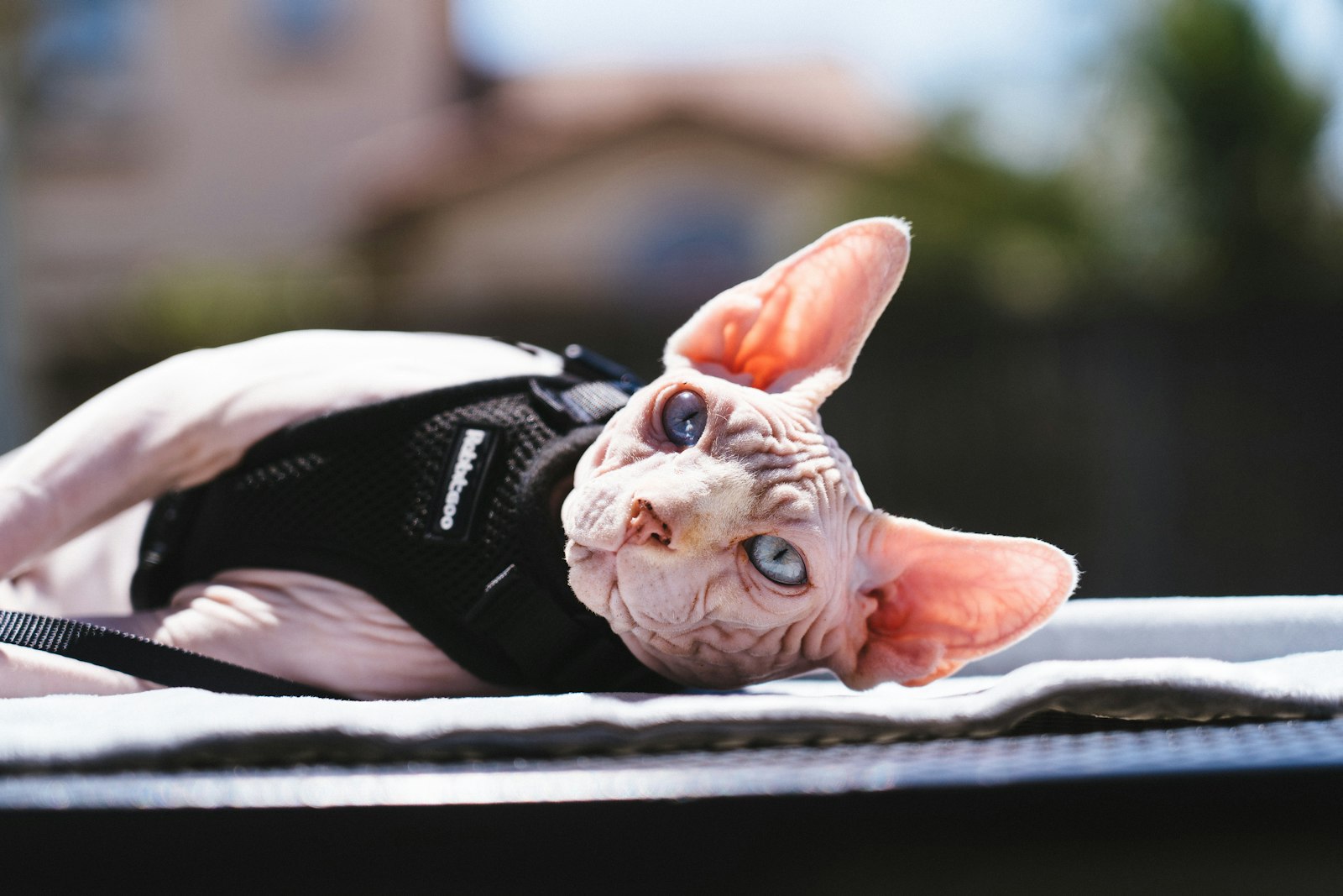 Sphynx cat in a black harness lying on its side outdoors, pink hairless skin and blue eyes.