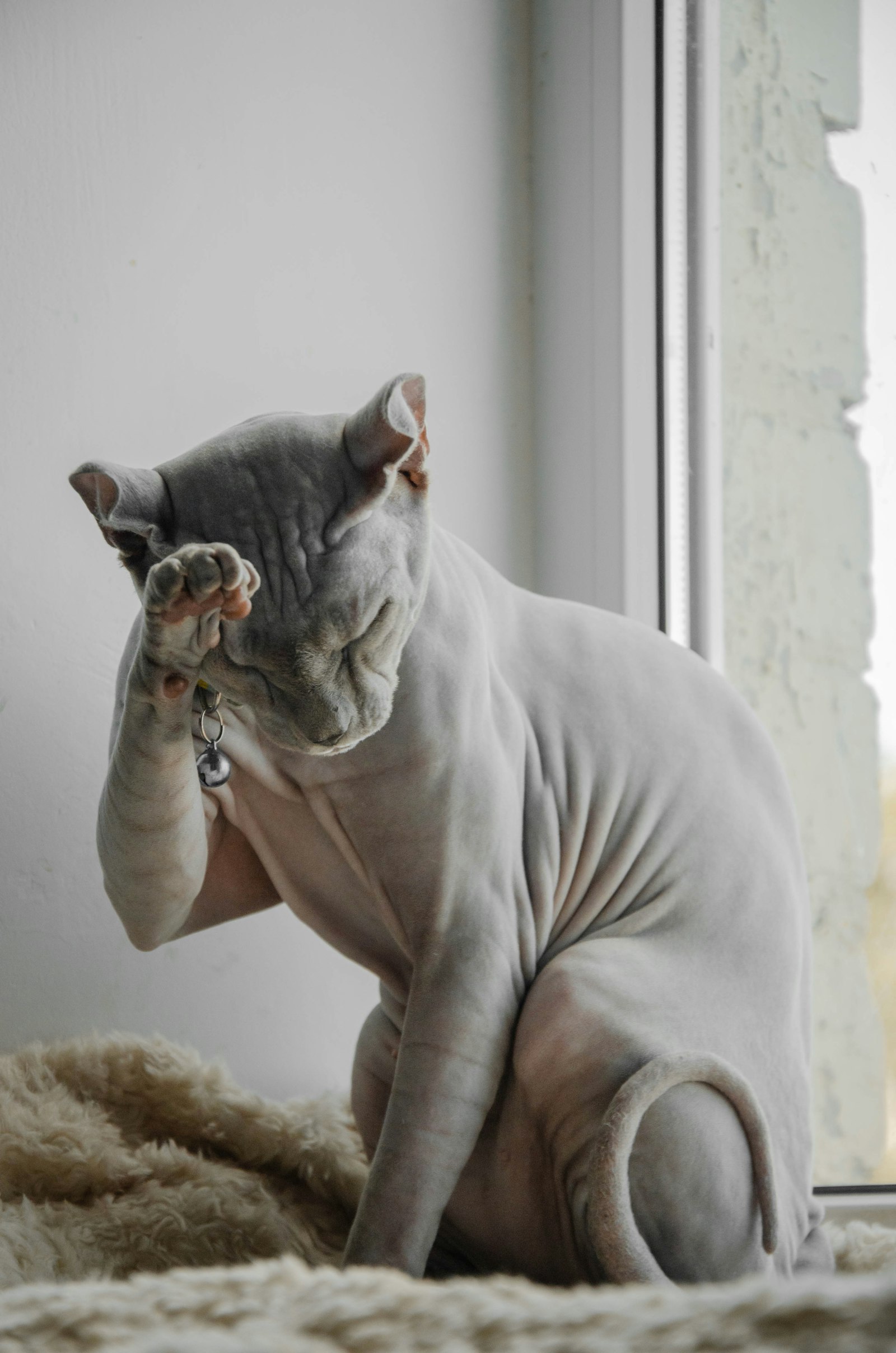 Grey Sphynx cat sitting upright while washing its face with a paw, hairless body.