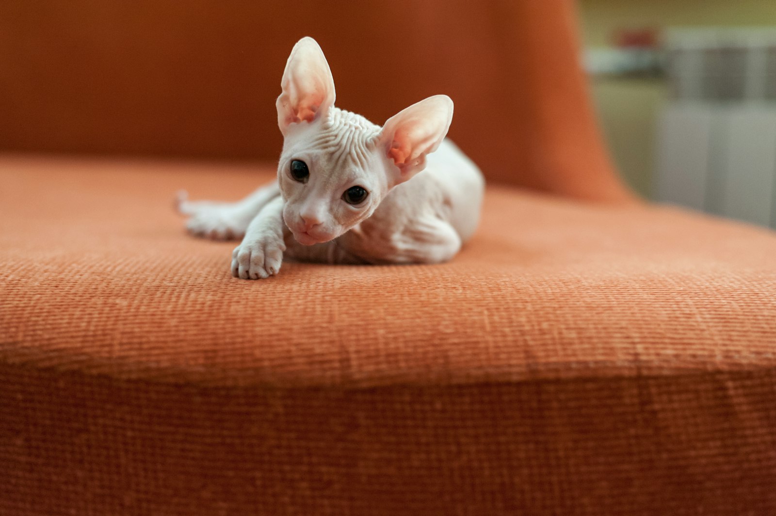 Pale Sphynx kitten lying on an orange sofa, hairless skin and oversized ears.