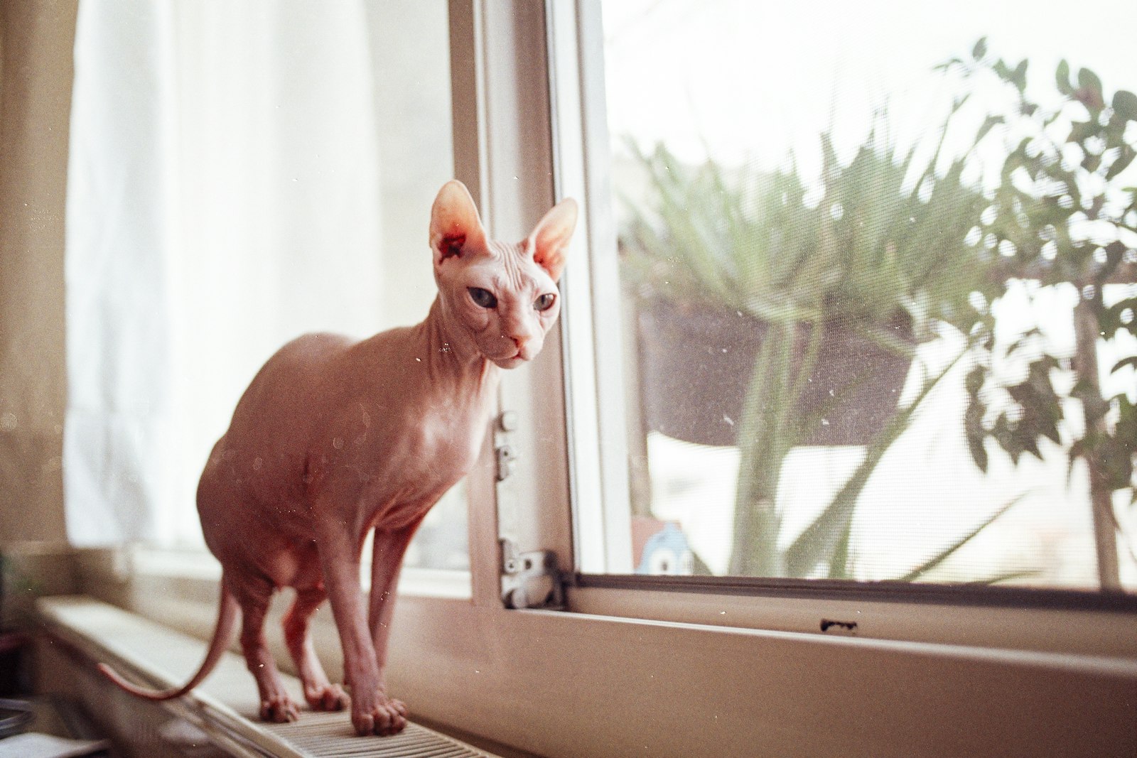 Pink Sphynx cat standing on a white windowsill beside a potted plant, hairless body in profile.