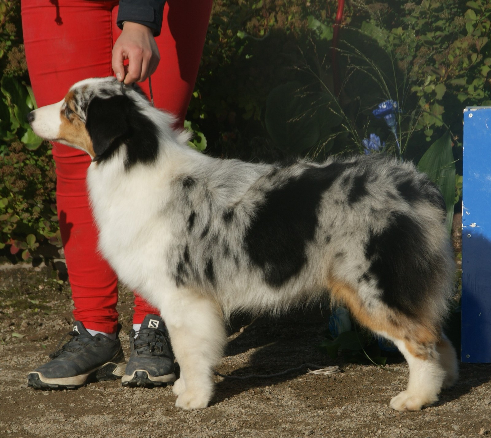 Blue merle Australian Shepherd standing in profile beside its handler at an outdoor dog show, mottled grey coat with white and tan markings.