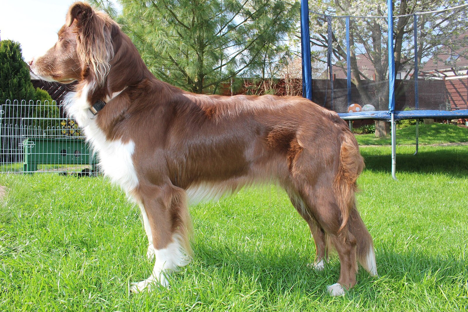 Red merle Australian Shepherd standing alert in profile on green grass, reddish mottled coat with white chest and tan points.