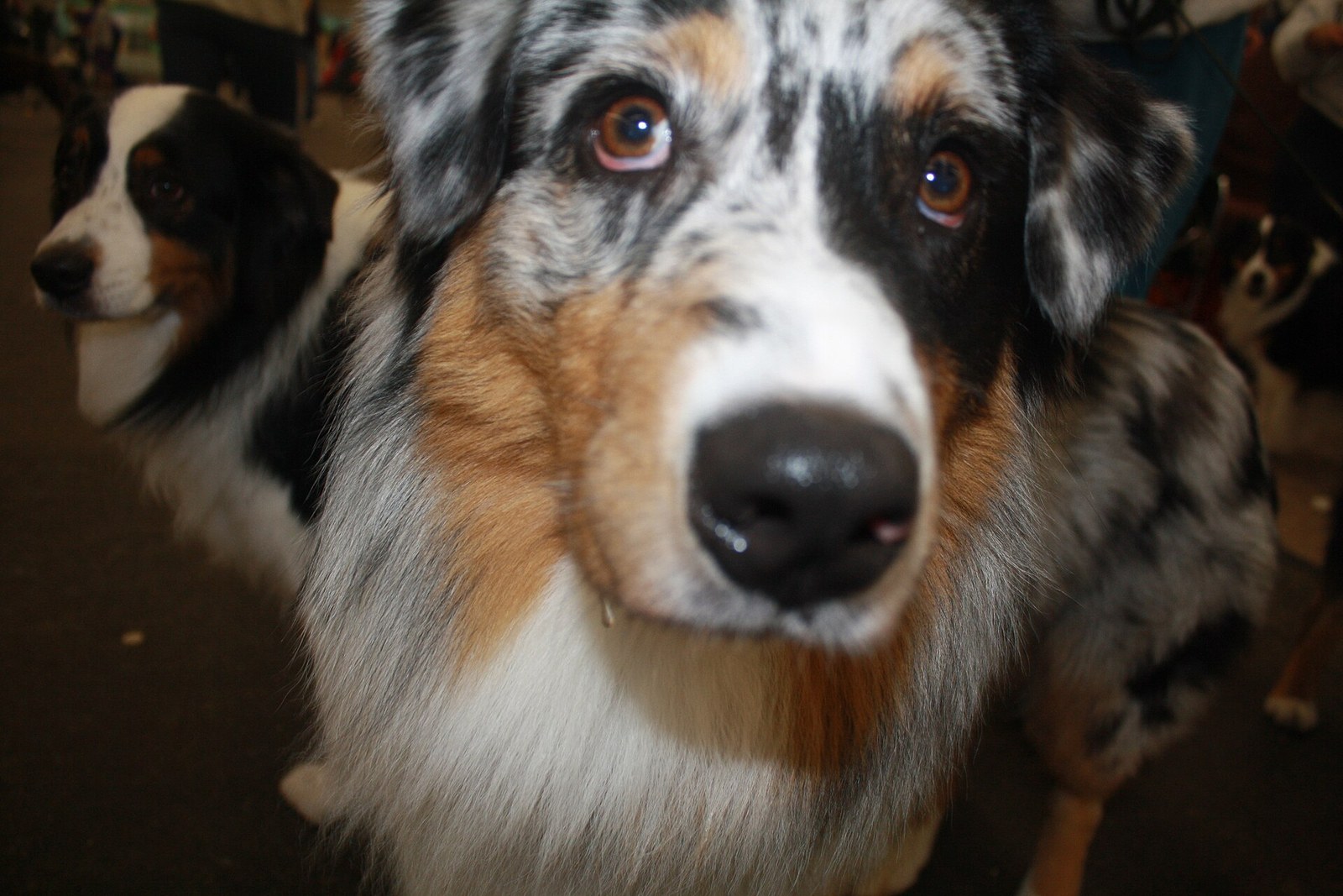 Close-up of a blue merle Australian Shepherd's face looking at the camera, with a second merle dog partially visible behind.