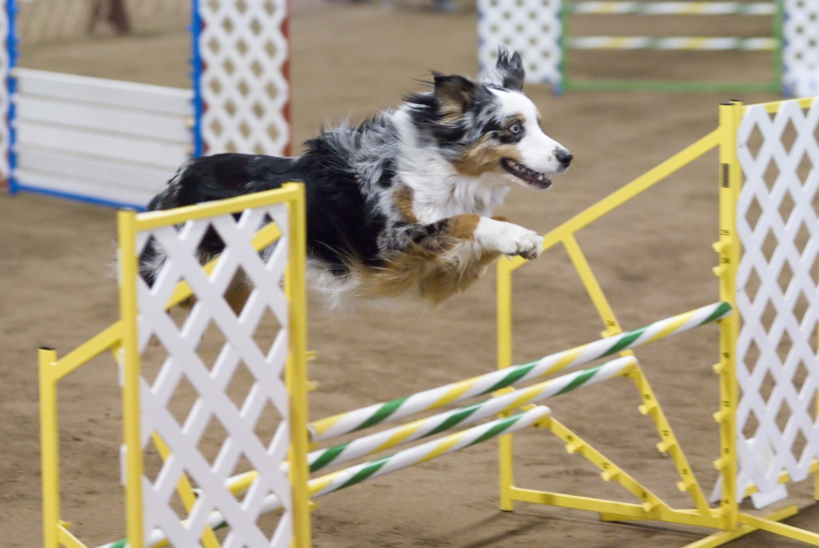 Blue merle Australian Shepherd leaping over a yellow agility hurdle during training, body airborne and ears back.