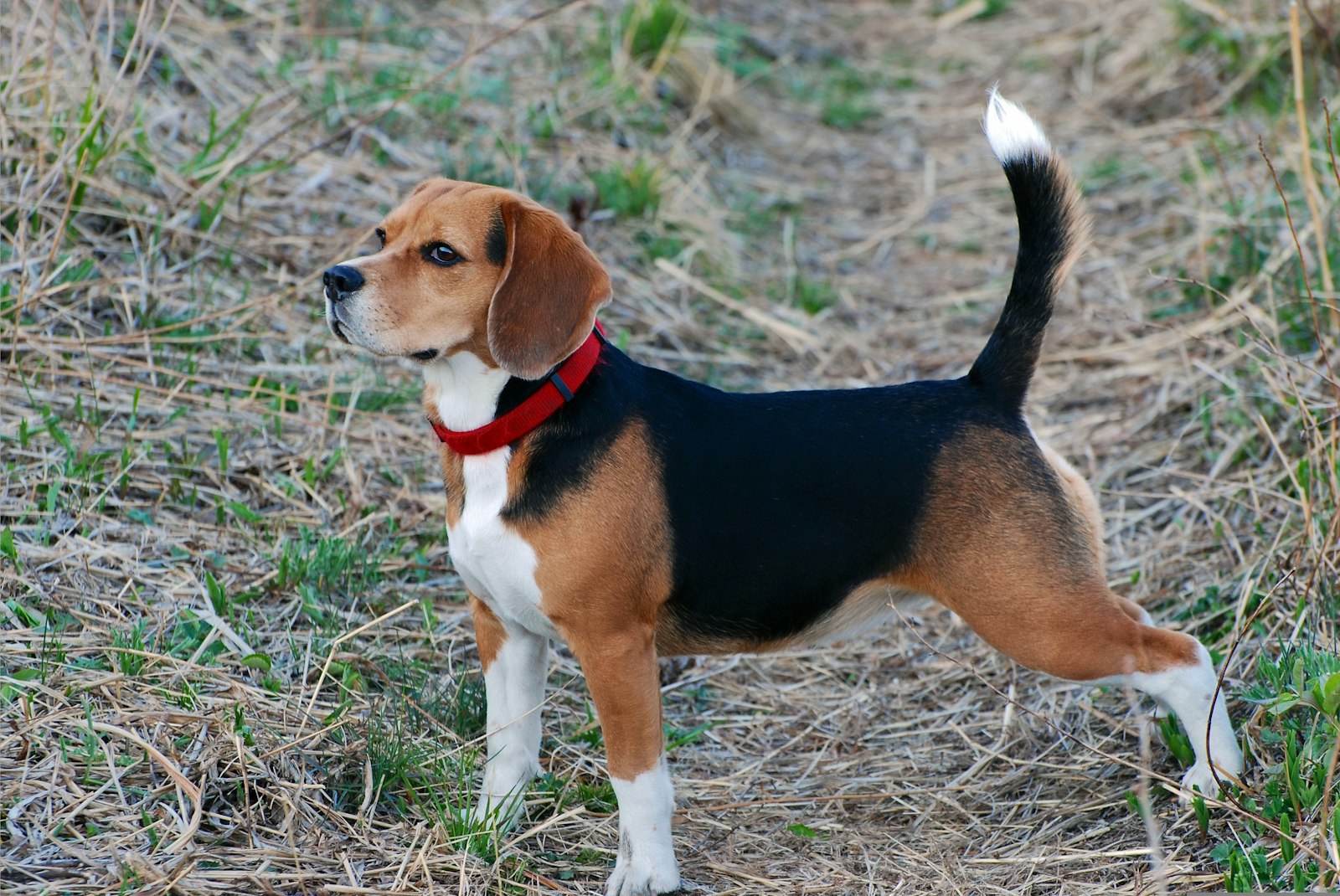 Tricolor Beagle standing in profile in a sunlit grassy field, black saddle, tan head and white-tipped tail held high, wearing a red collar.