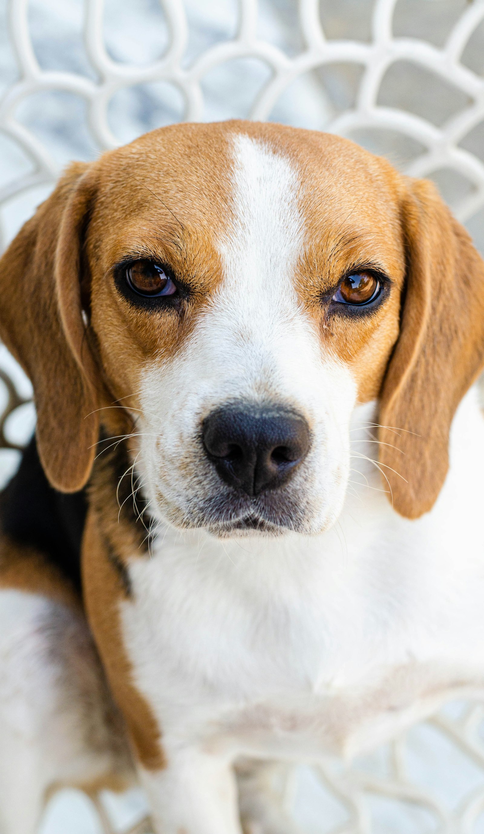 Head-on portrait of a tricolor Beagle with soft floppy ears and a white blaze, sitting in front of a white lattice background.