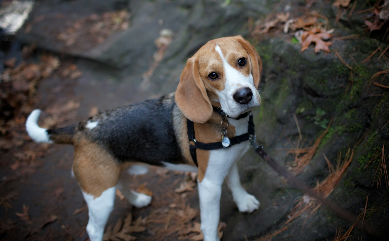 Tricolor Beagle in a black harness standing on forest ground among fallen leaves, looking up at the camera.