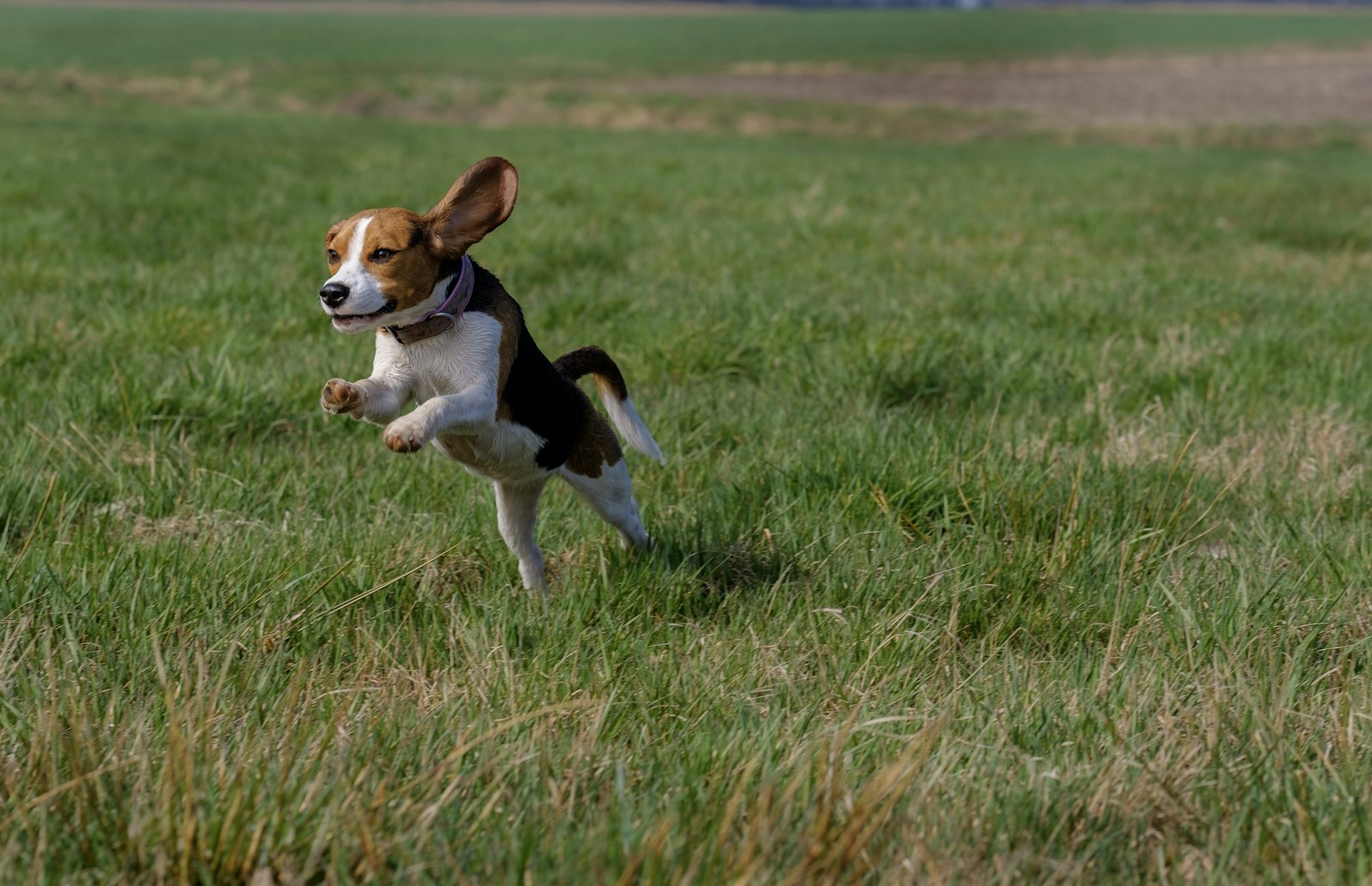 Tricolor Beagle leaping at full stretch across a green grass field, ears flying.