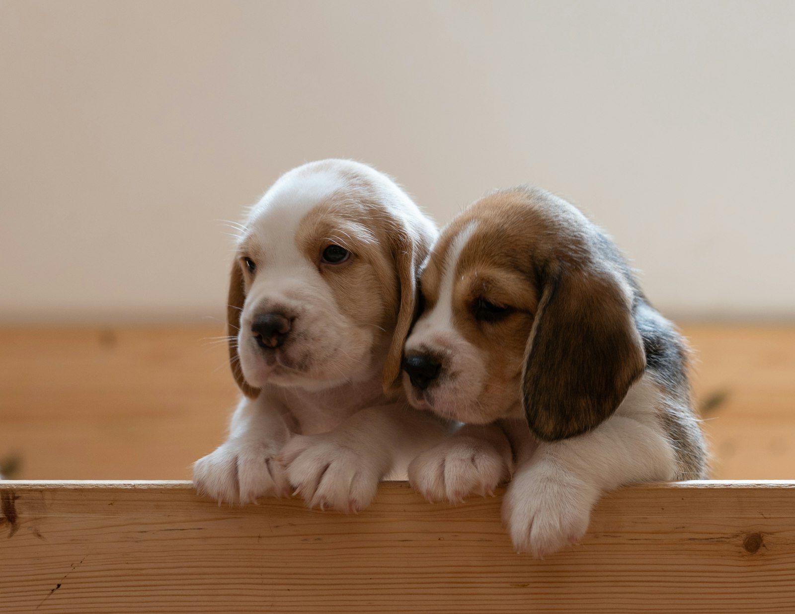 Two tricolor Beagle puppies side by side resting their front paws on a wooden ledge.