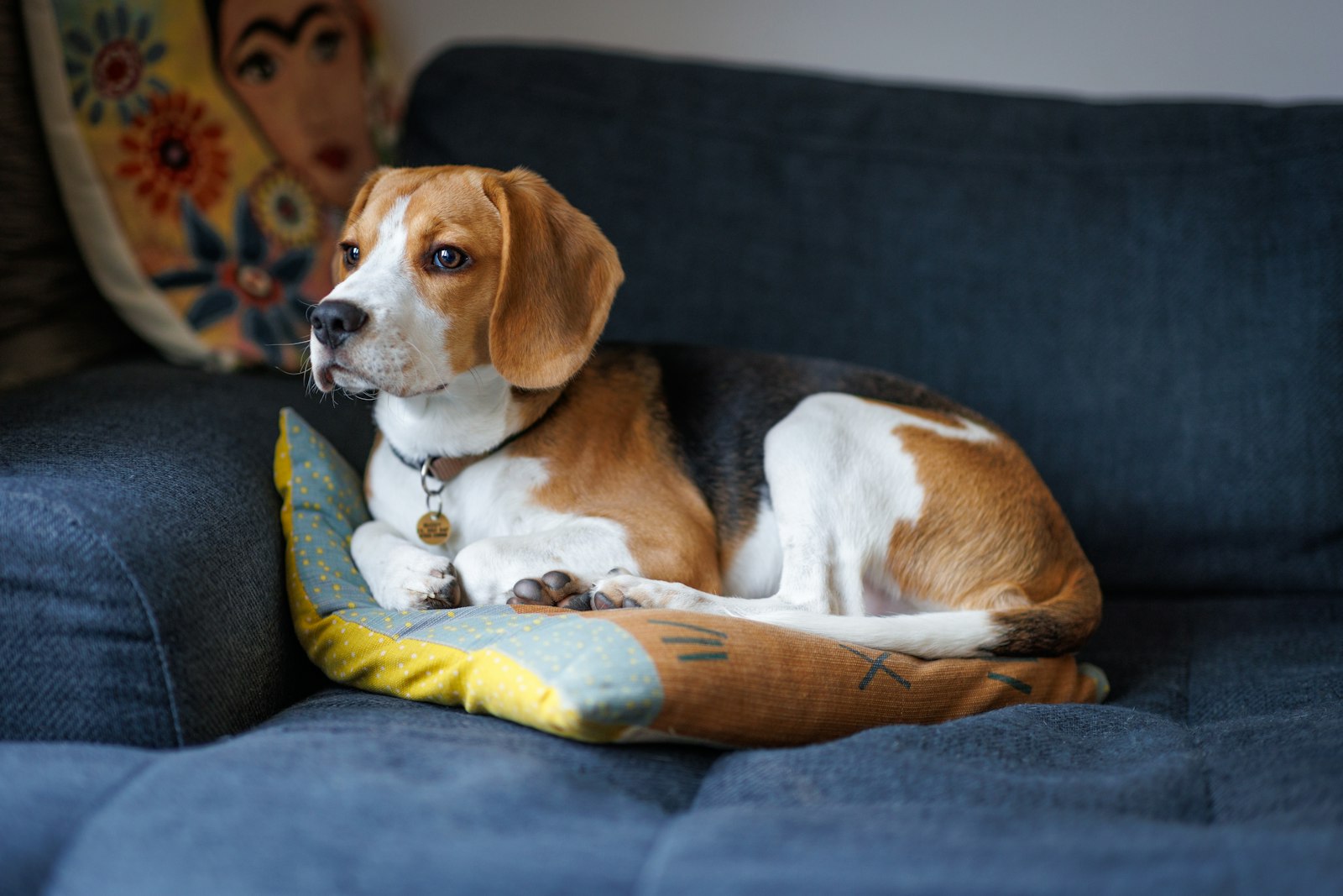 Tricolor Beagle lying curled on a blue sofa with a patterned cushion, looking off to the side.