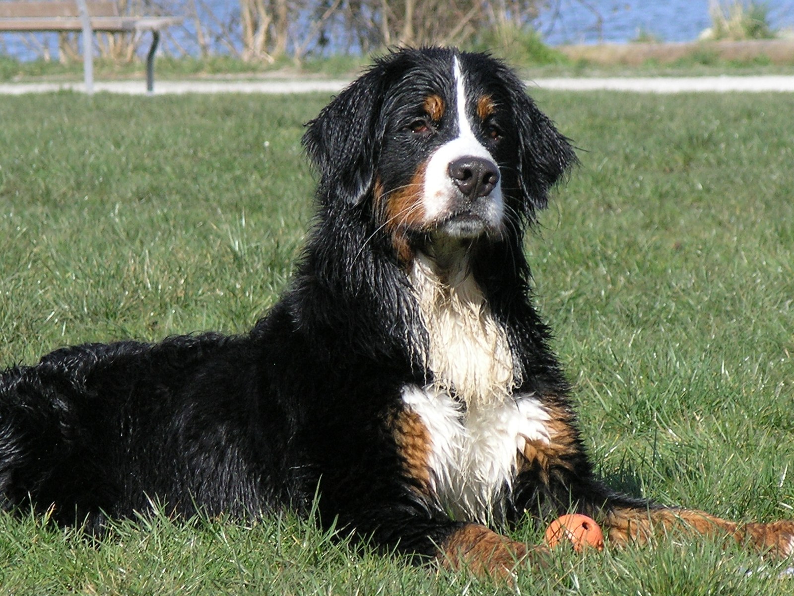 Bernese Mountain Dog lying on grass in profile, black coat with white blaze and rust points, looking toward the camera.