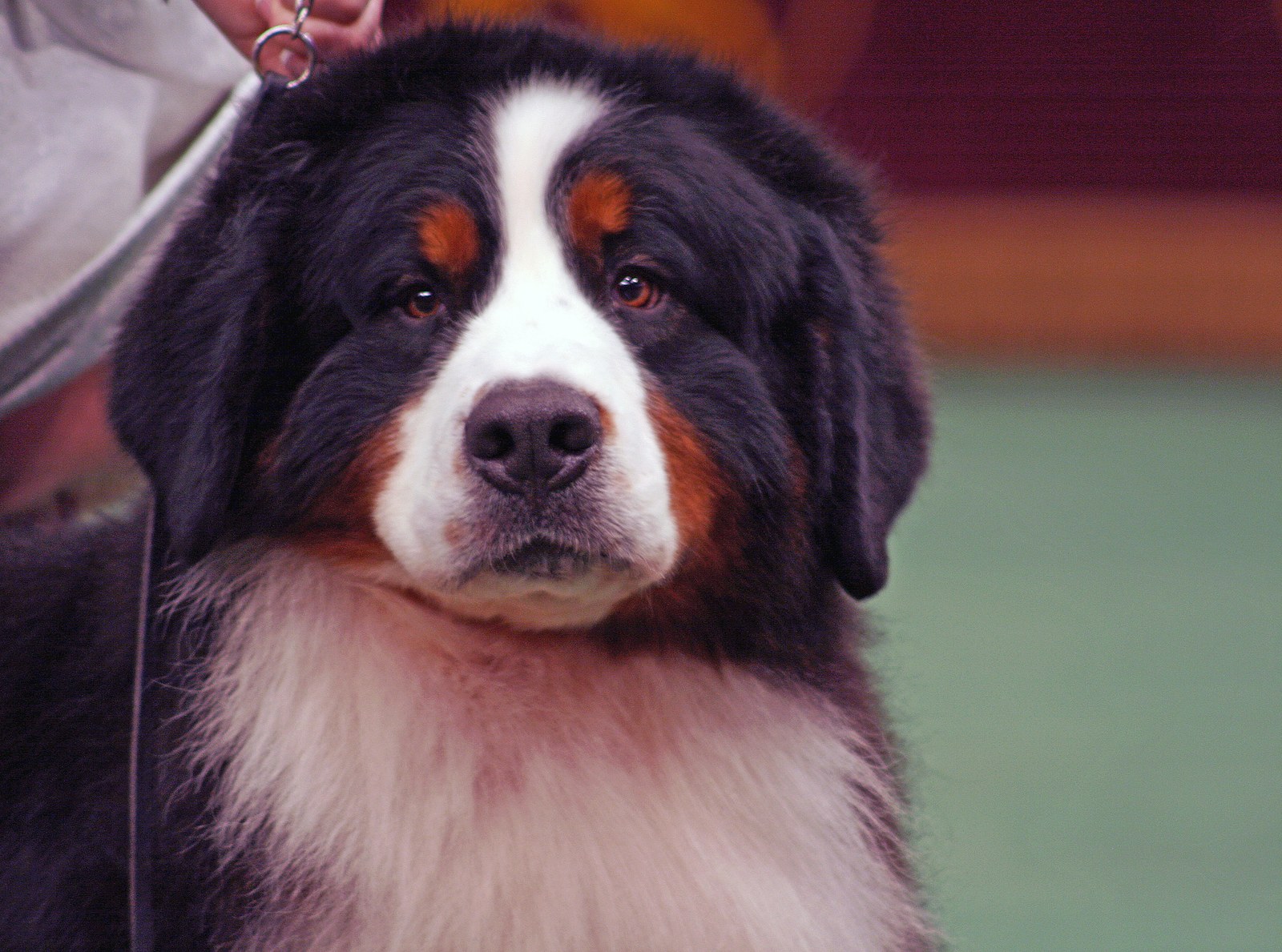 Close-up portrait of a Bernese Mountain Dog's head and shoulders, black coat with white blaze and rust eyebrows.