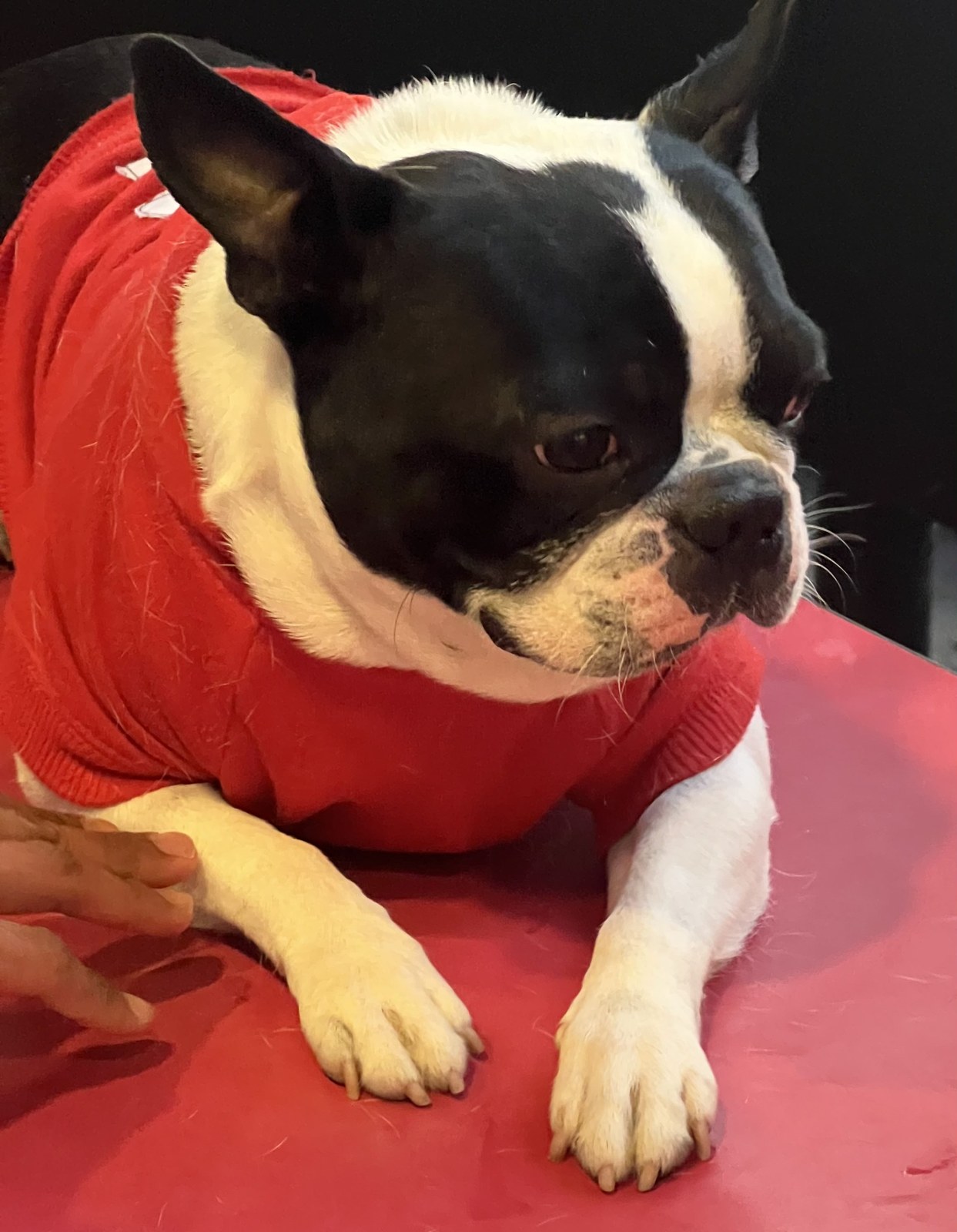 Black-and-white Boston Terrier wearing a red sweater, lying down with front paws extended.
