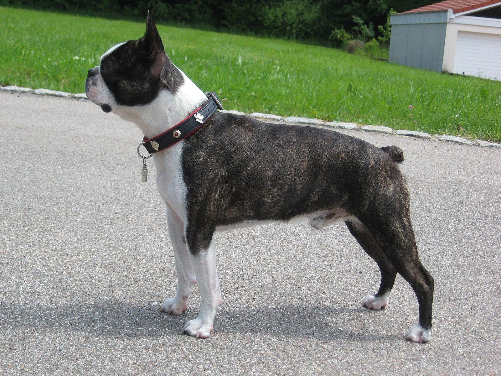 Brindle-and-white Boston Terrier standing in profile on a paved path, wearing a collar.