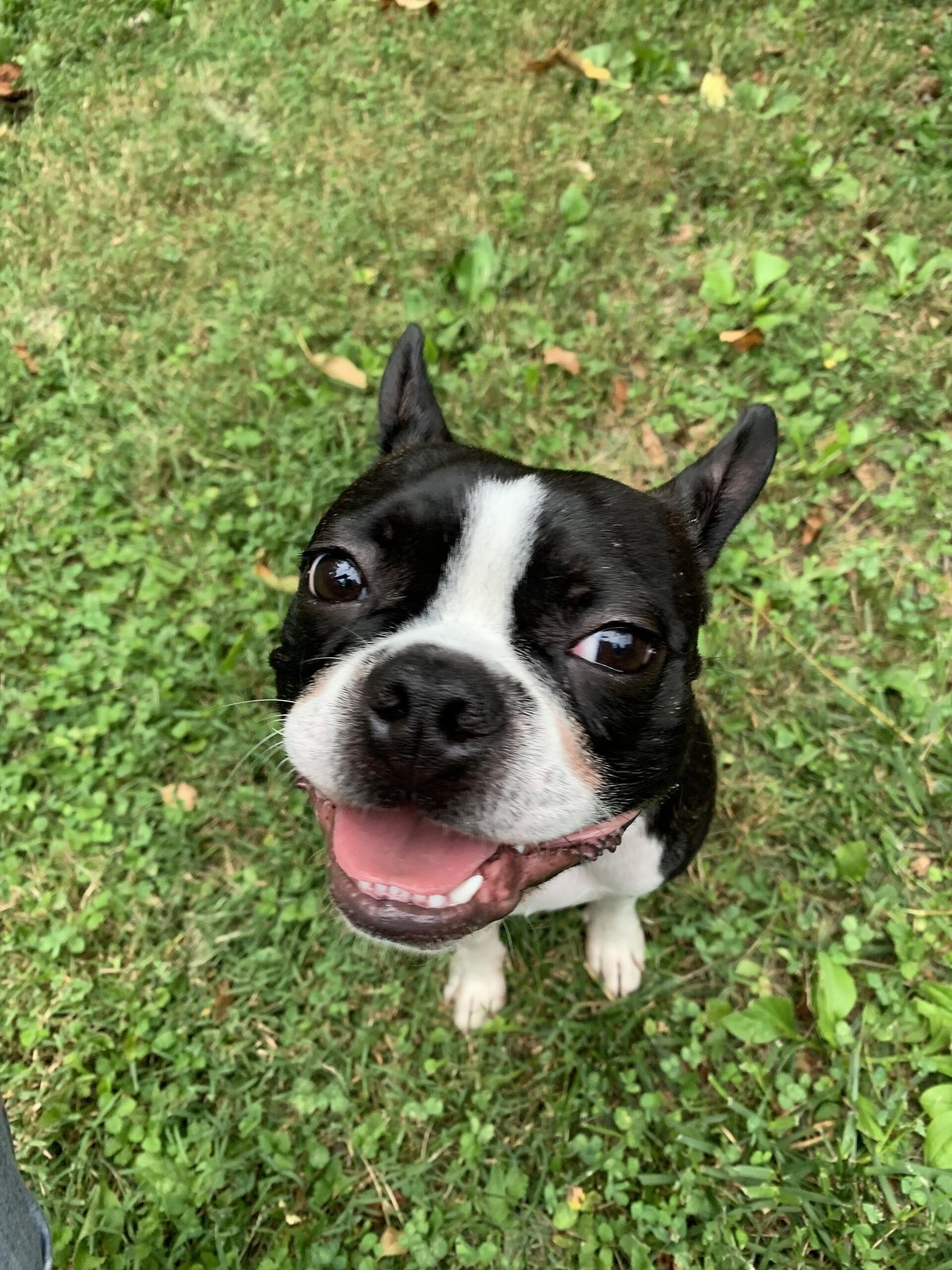 Black-and-white Boston Terrier looking up at the camera from below while standing on grass.