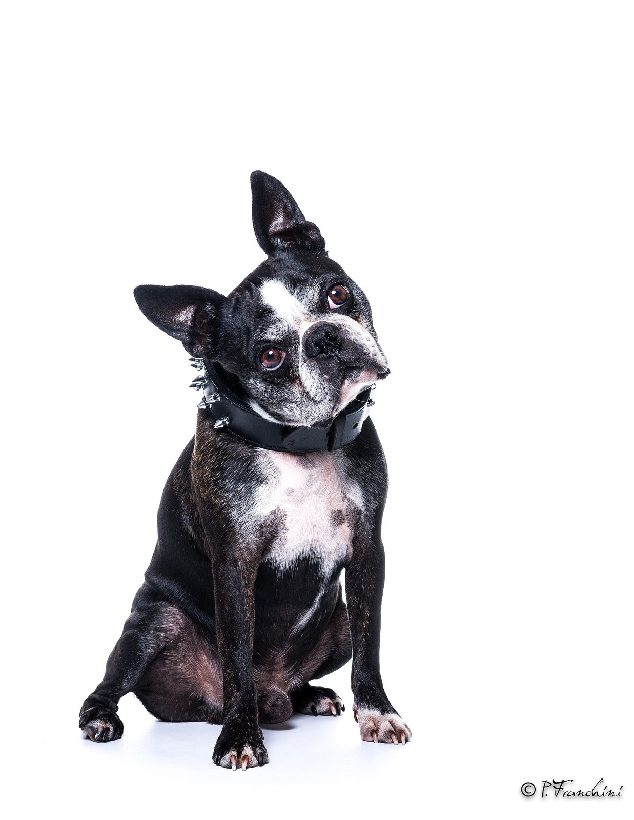 Brindle-and-white Boston Terrier sitting against a white studio background with its head tilted.
