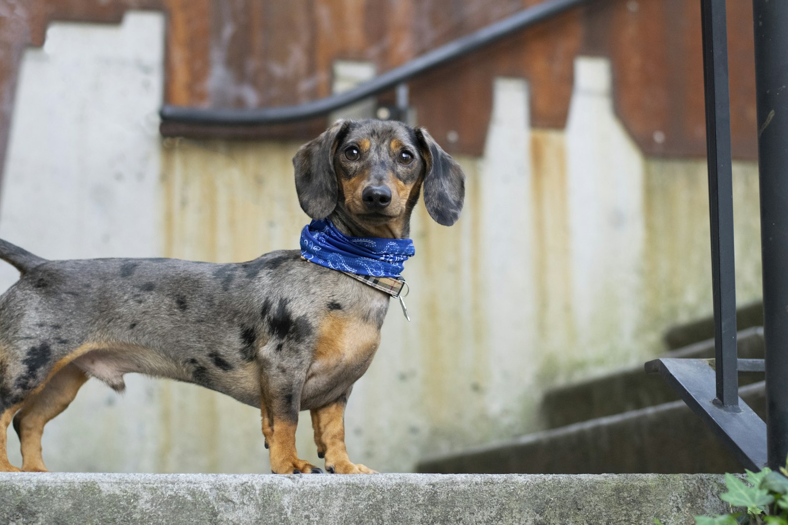 Dapple (merle) Dachshund standing in profile on a stone step wearing a blue bandana, long body and short legs.