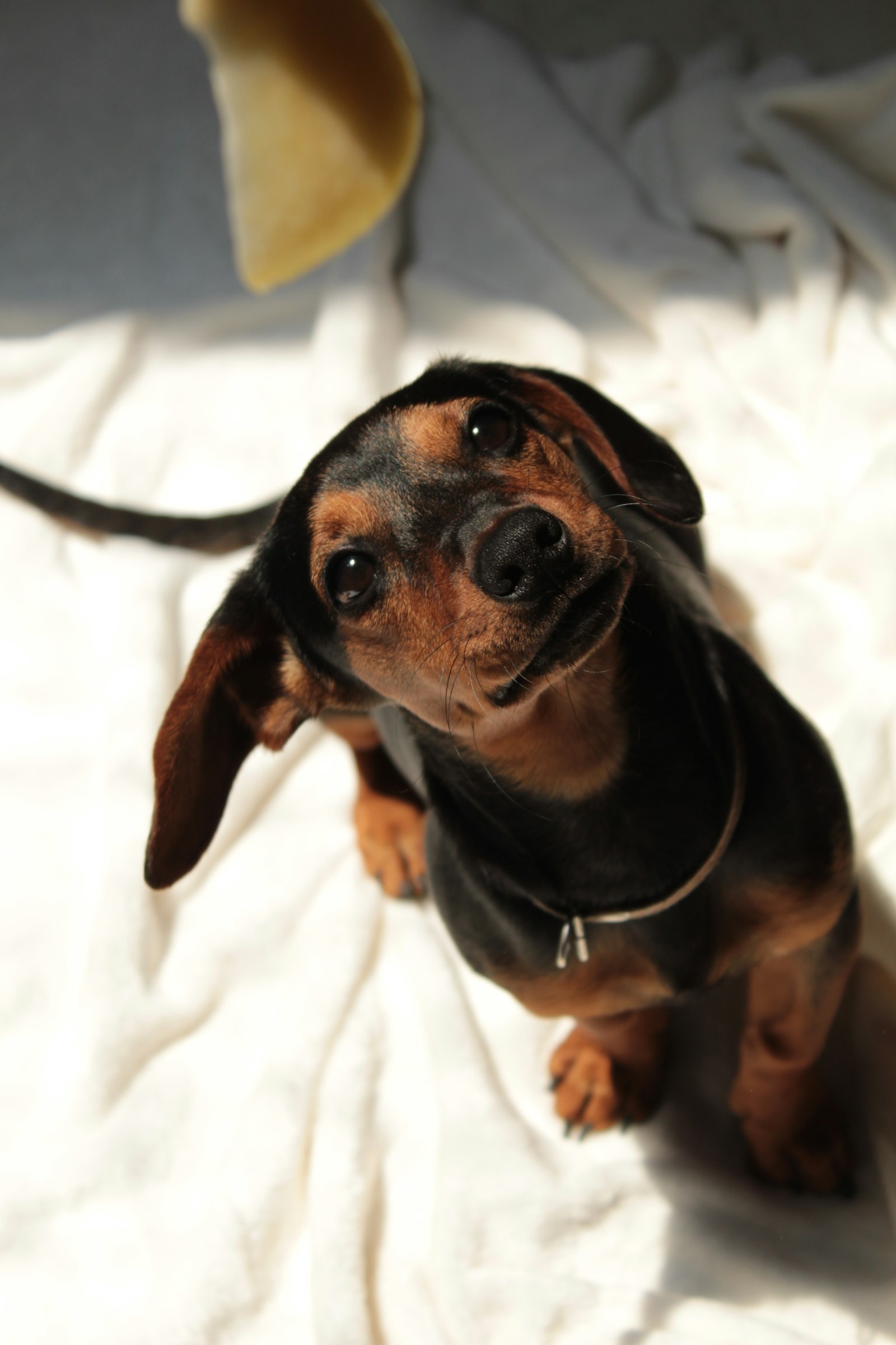 Black-and-tan Dachshund looking up at the camera from a white blanket.