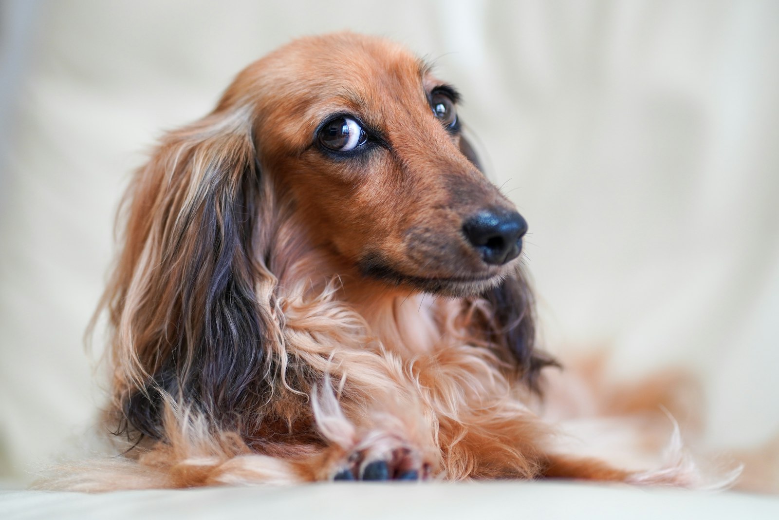 Red long-haired Dachshund lying down, feathered ears and coat.
