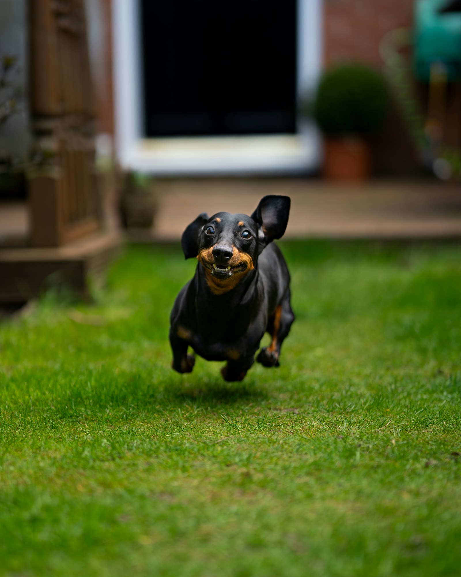 Black-and-tan Dachshund running at full stretch across a lawn.