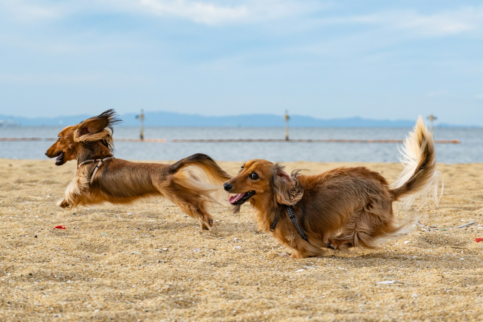 Two long-haired red Dachshunds running along a sandy beach.