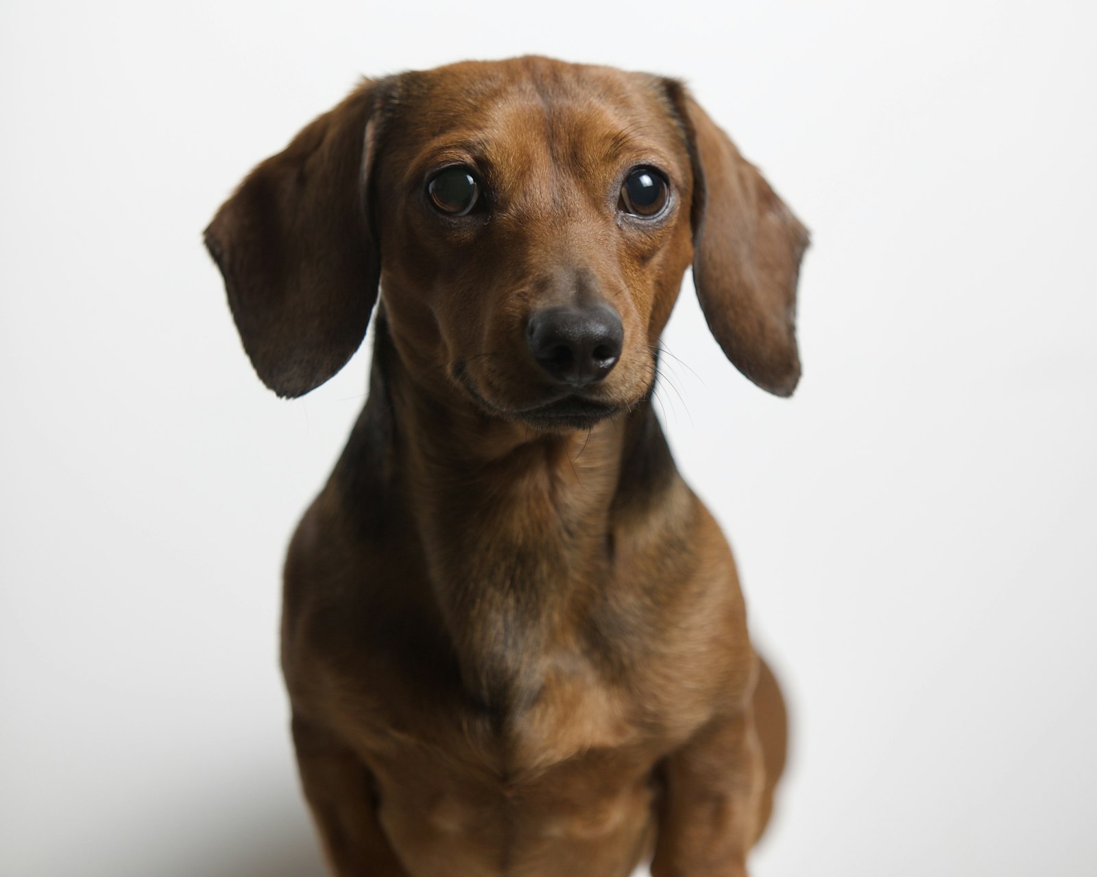 Red smooth-coated Dachshund sitting in a studio portrait on a white background.