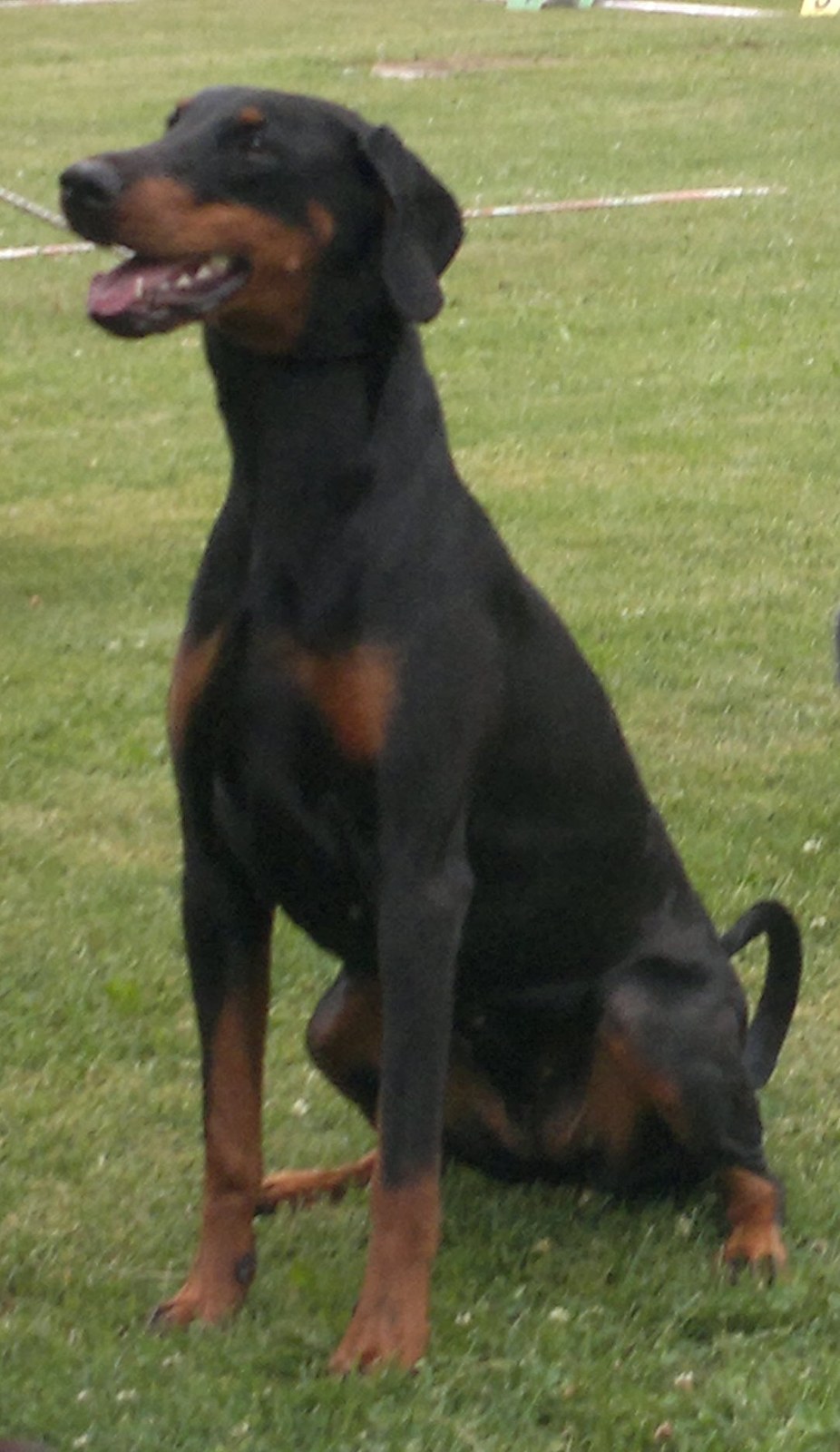 Black-and-tan Doberman Pinscher with natural folded ears and a full undocked tail sitting on grass.