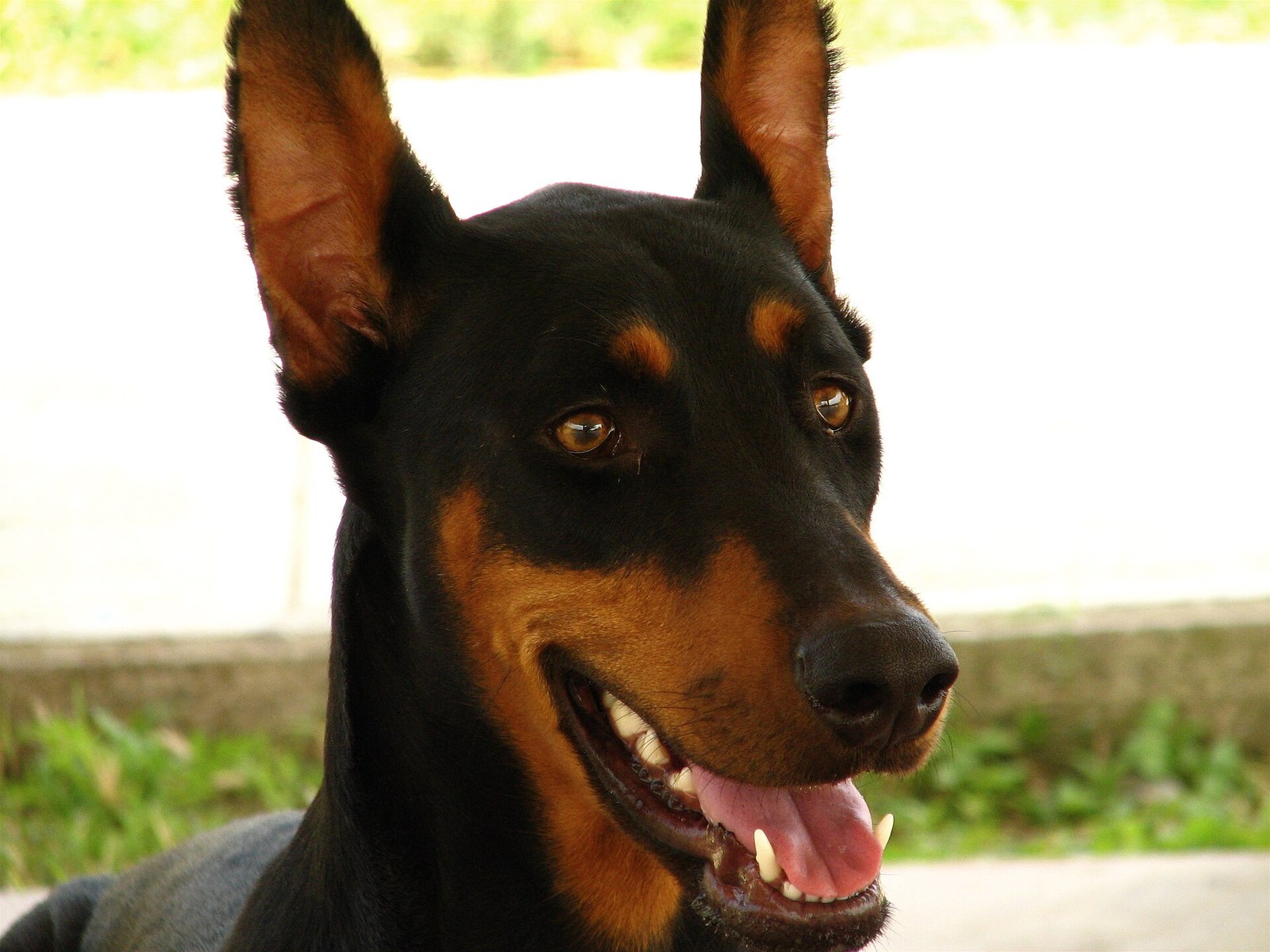 Close-up of a black-and-tan Doberman Pinscher's head with erect cropped ears, mouth open and tongue visible.