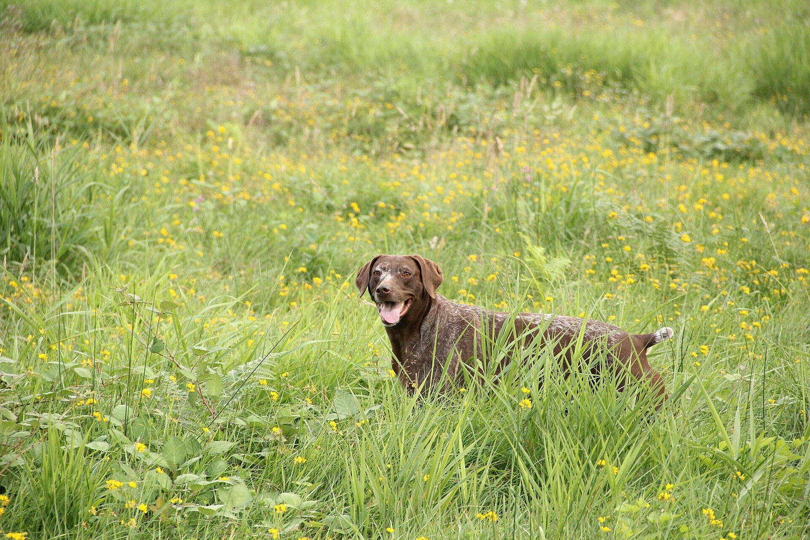 Liver German Shorthaired Pointer standing in tall green grass in a field, solid brown coat, mouth open.