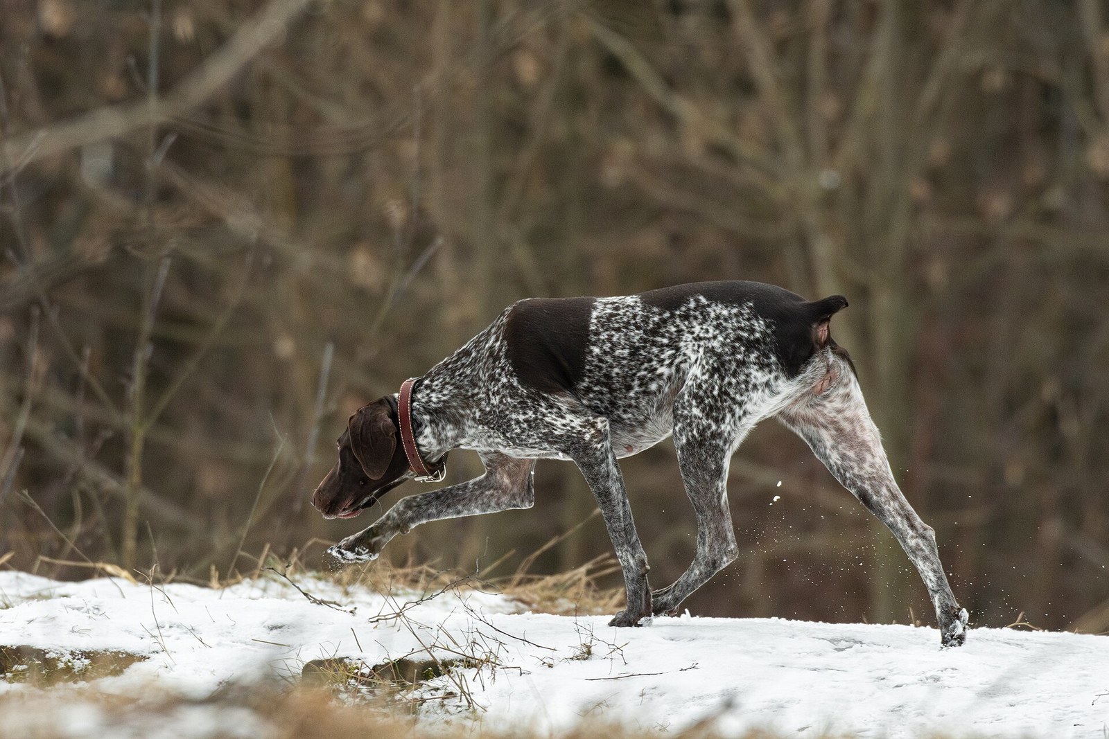 Liver-and-white ticked German Shorthaired Pointer holding a classic pointing stance on snow-covered ground.