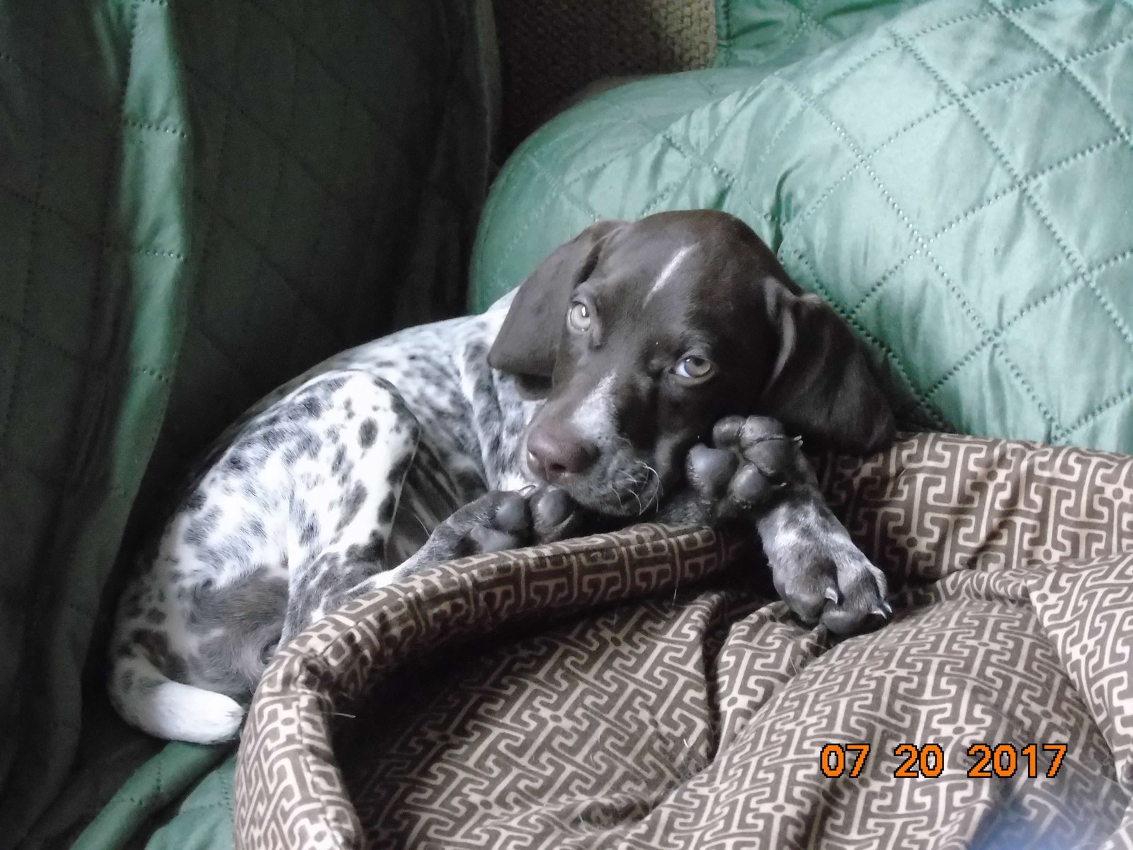 Liver-and-white ticked German Shorthaired Pointer puppy resting on a patterned blanket indoors.