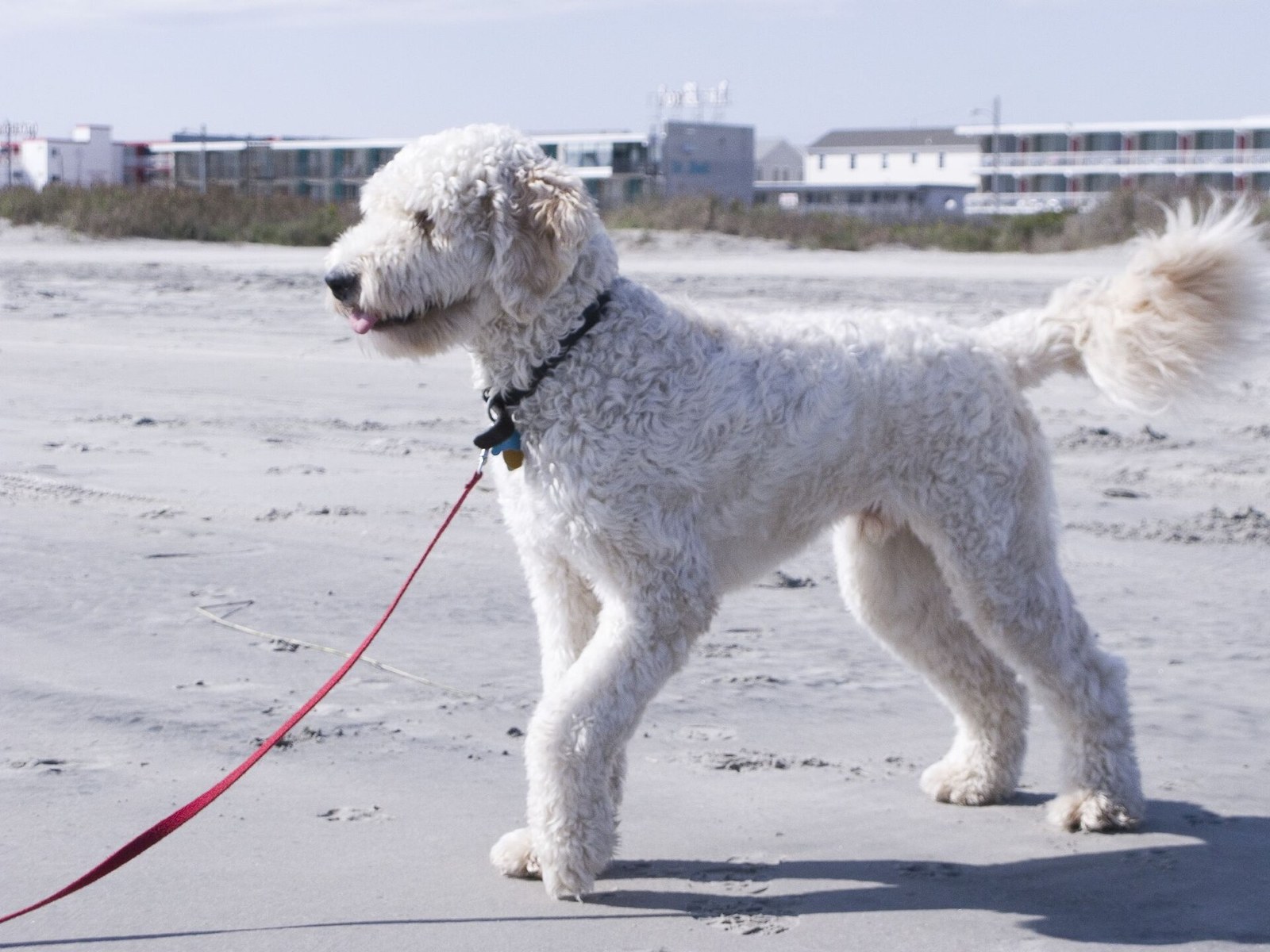 Cream curly-coated Goldendoodle standing in profile on a sandy beach on a leash.