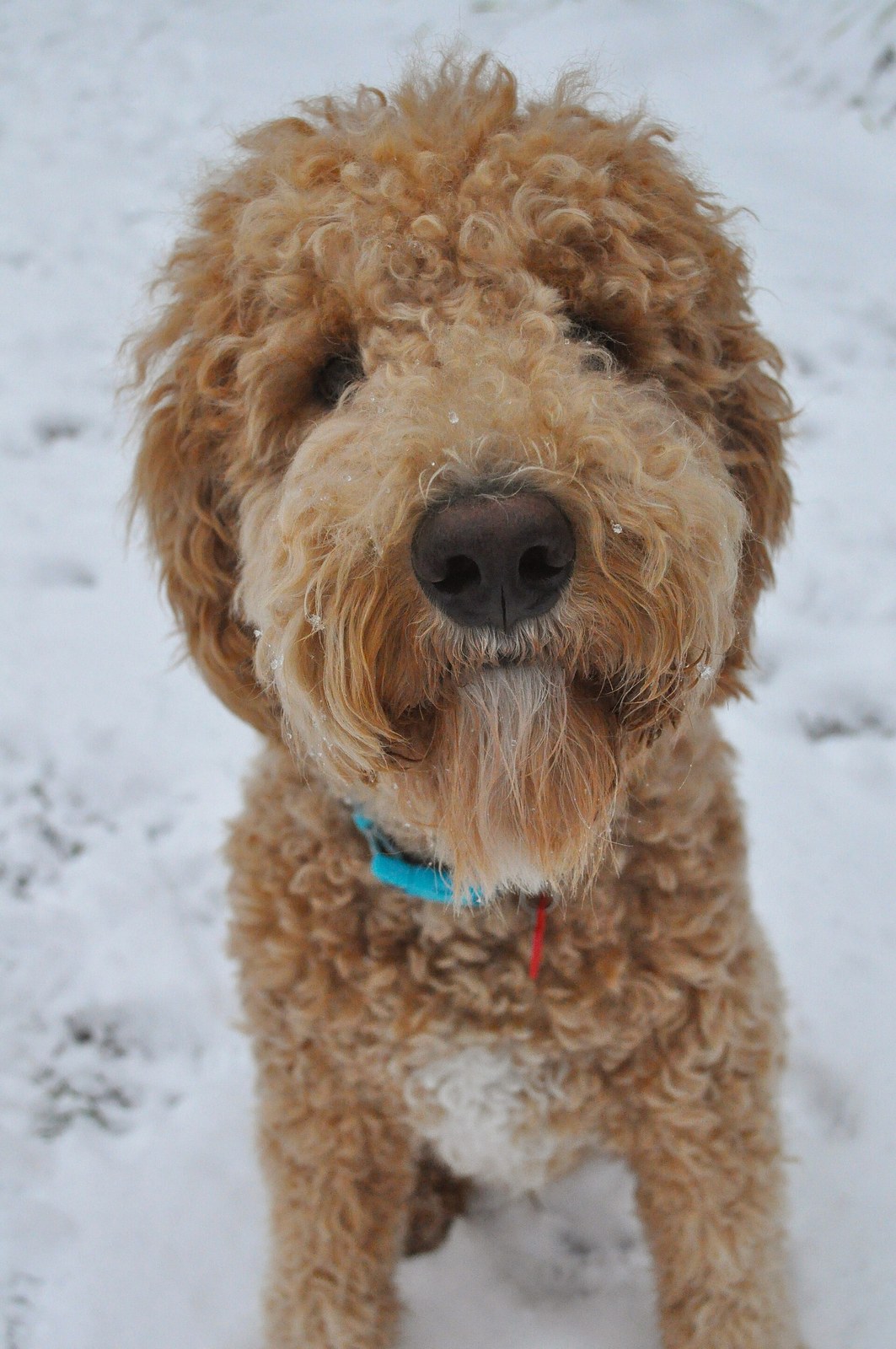 Apricot curly-coated Goldendoodle sitting in snow, facing the camera.