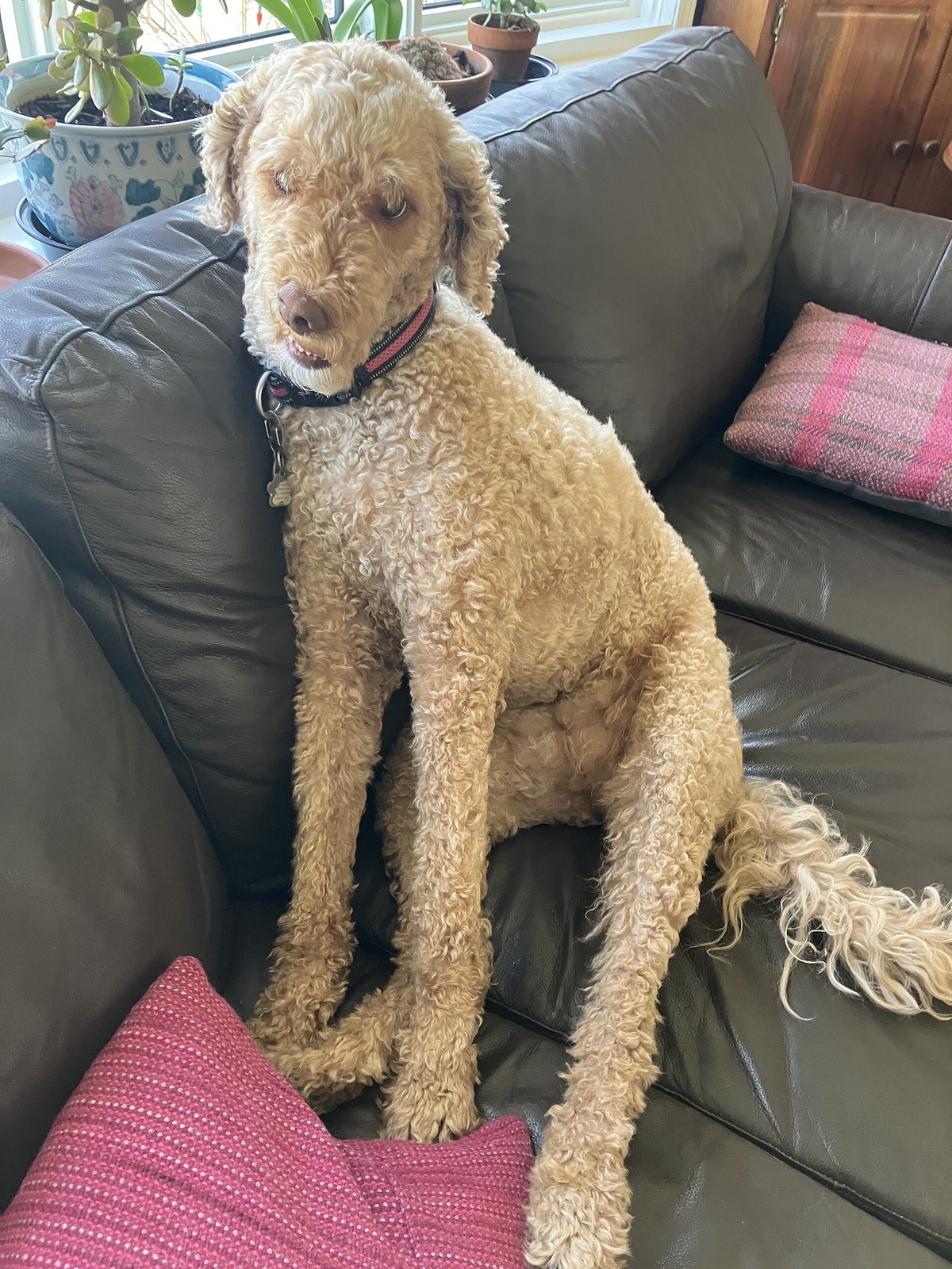 Cream wavy-coated Goldendoodle sitting on a grey couch indoors.