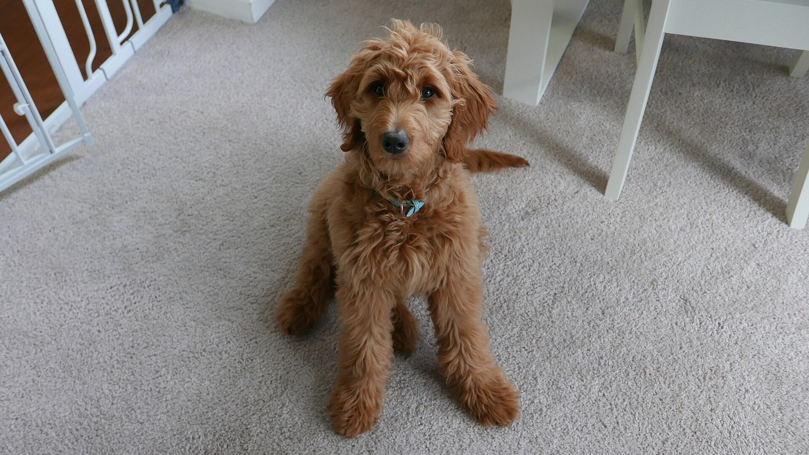 Apricot wavy-coated Goldendoodle puppy sitting on carpet indoors.