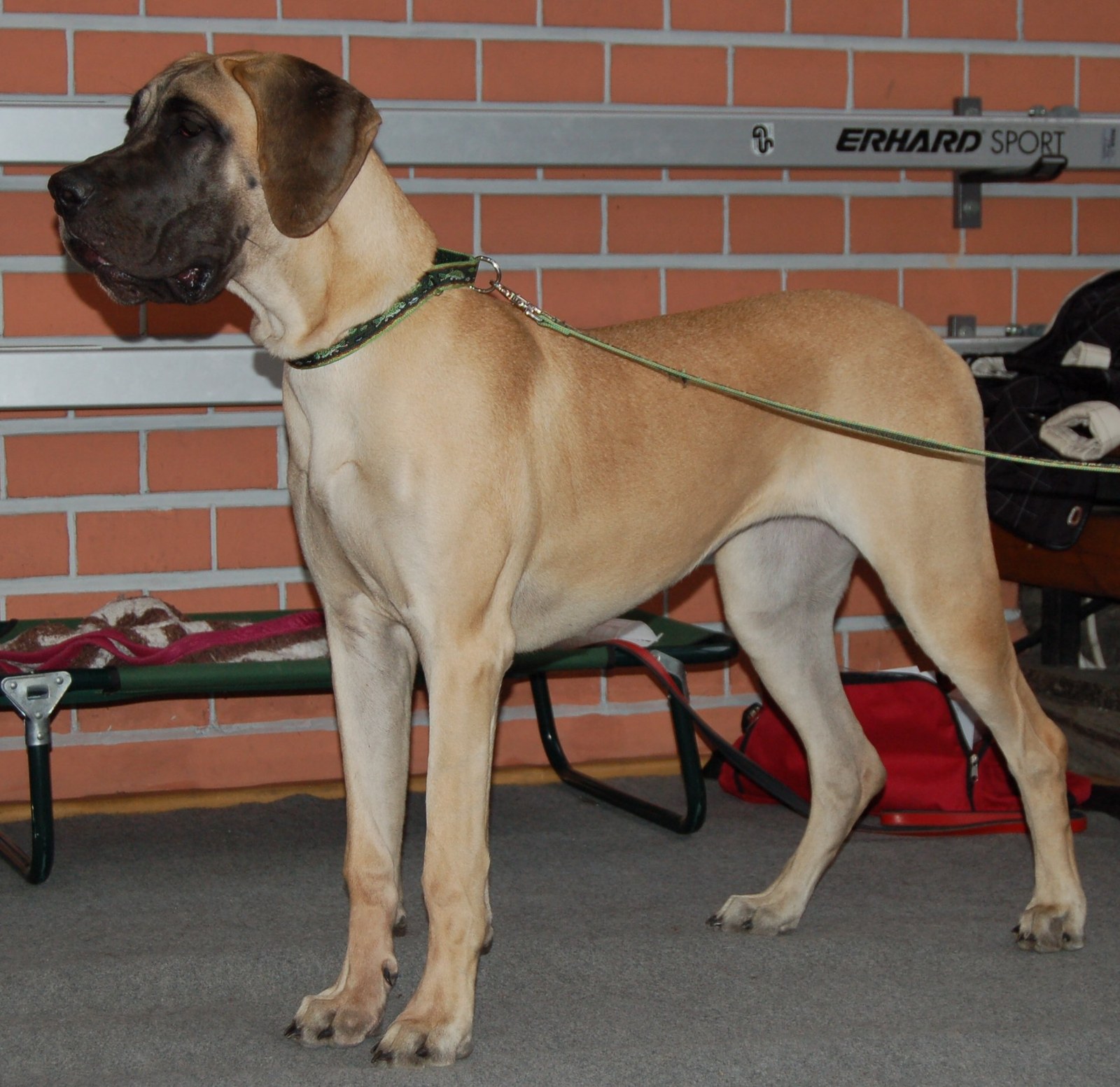Fawn Great Dane with natural folded ears standing in show pose on a bench platform beside its handler.