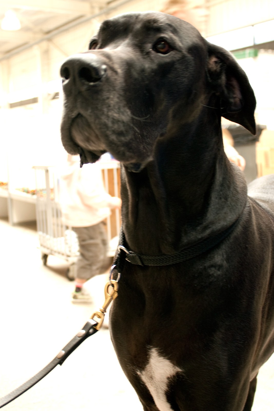 Black Great Dane head-and-chest portrait looking upward on a lead indoors, natural folded ears.