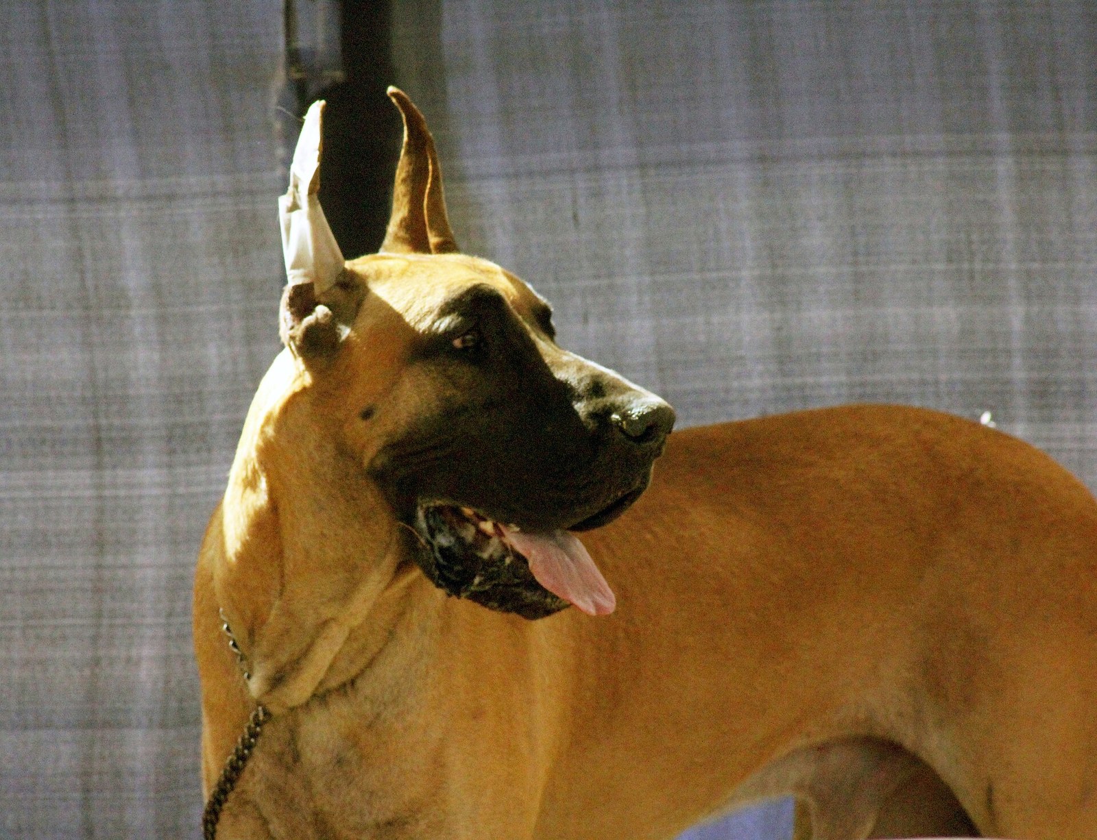 Fawn Great Dane head-and-shoulders portrait with erect cropped ears, mouth open and tongue visible.