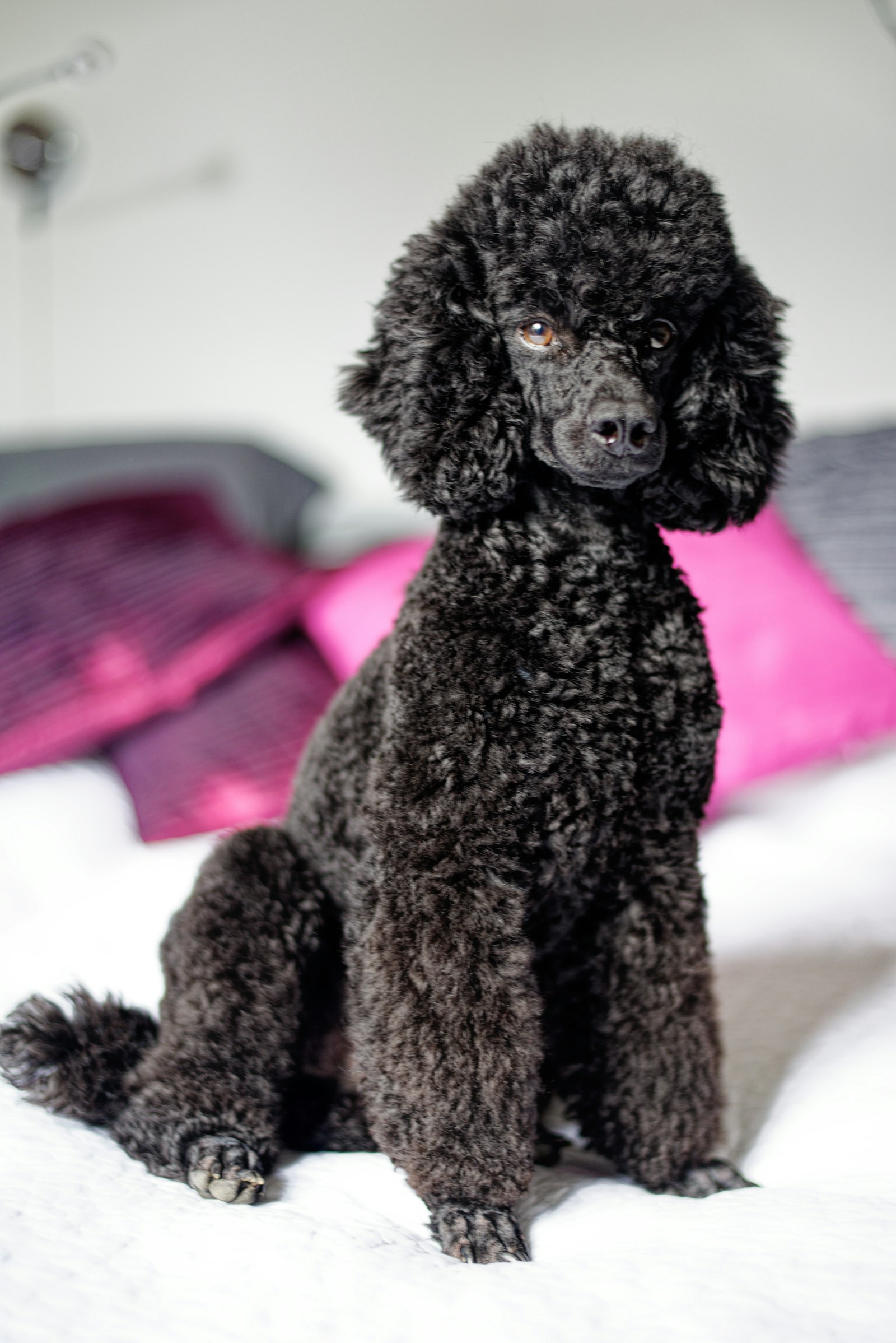 Black Poodle with a classic clipped coat sitting on a white bed, full topknot and ear pompons.