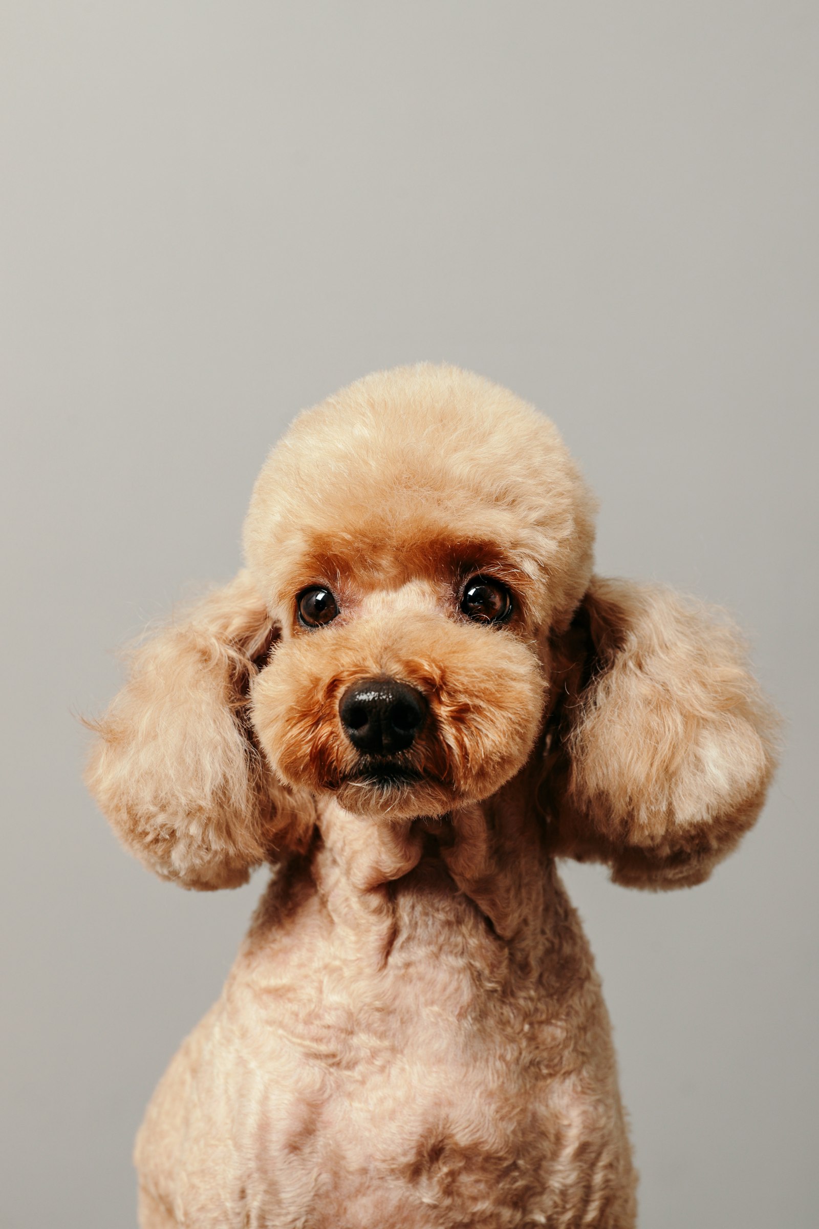 Apricot Poodle with a show-style rounded clip, studio portrait on a grey background.