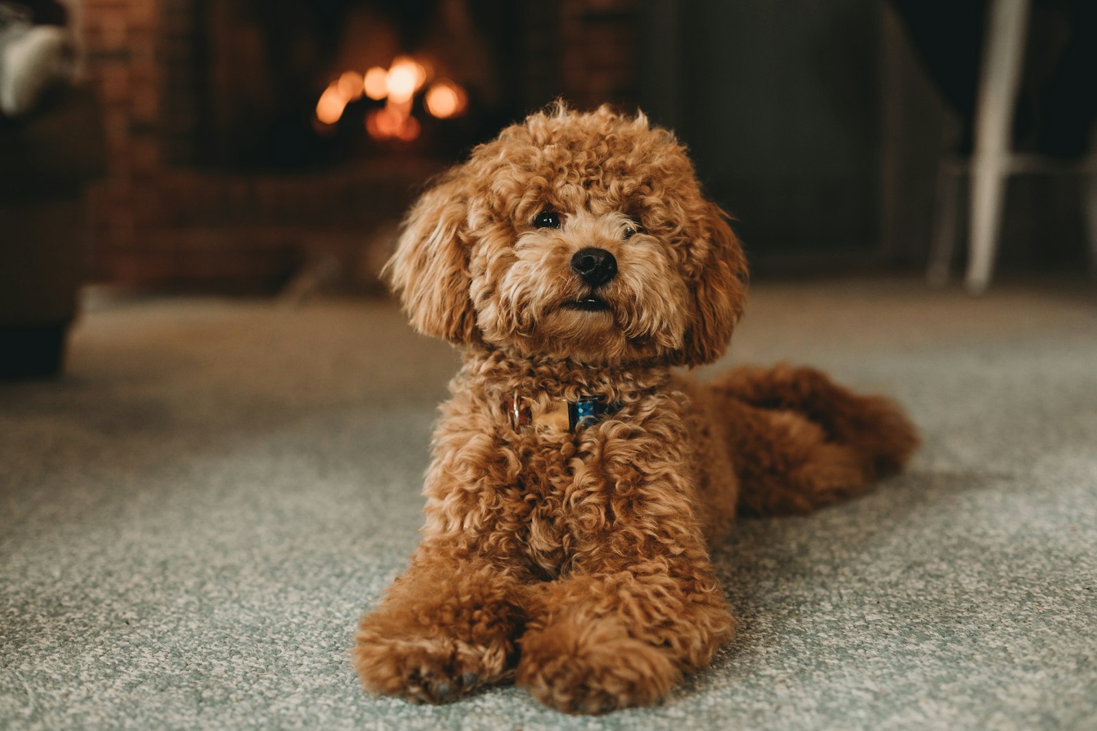 Apricot curly-coated Poodle lying on a carpet in front of a lit fireplace.
