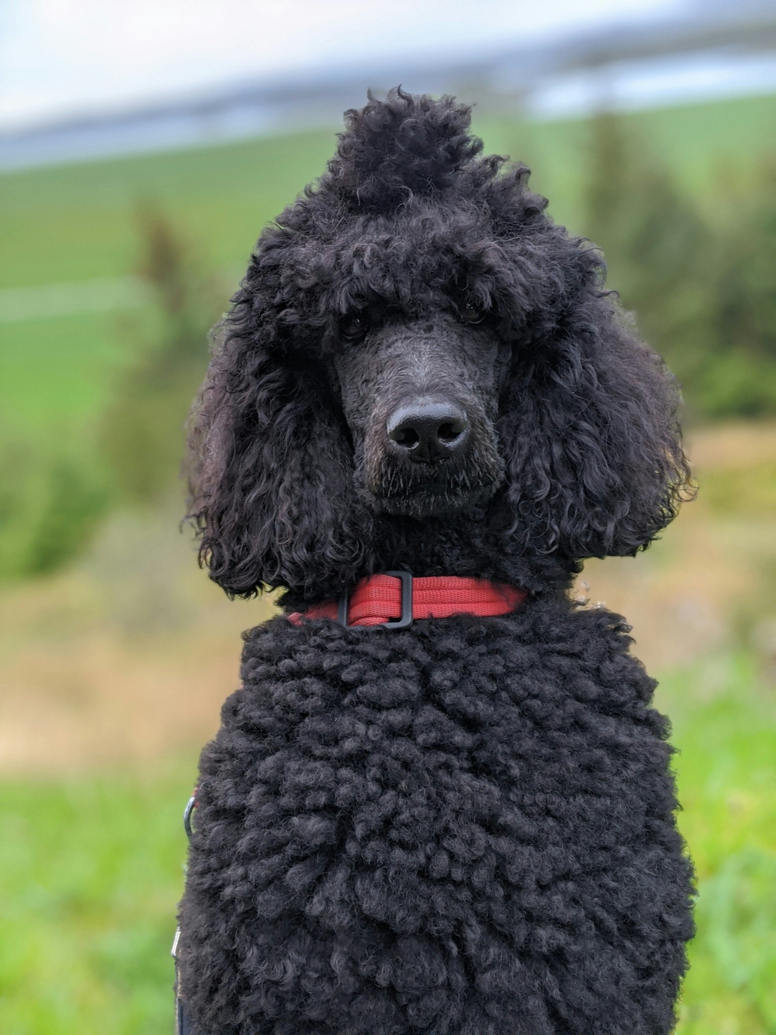 Close-up of a black Poodle head with corded curly topknot and red collar, outdoors.