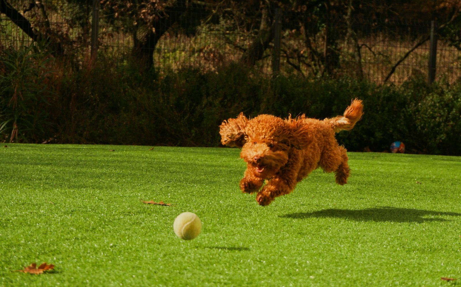 Red Poodle sprinting across a lawn toward a tennis ball, ears flying.