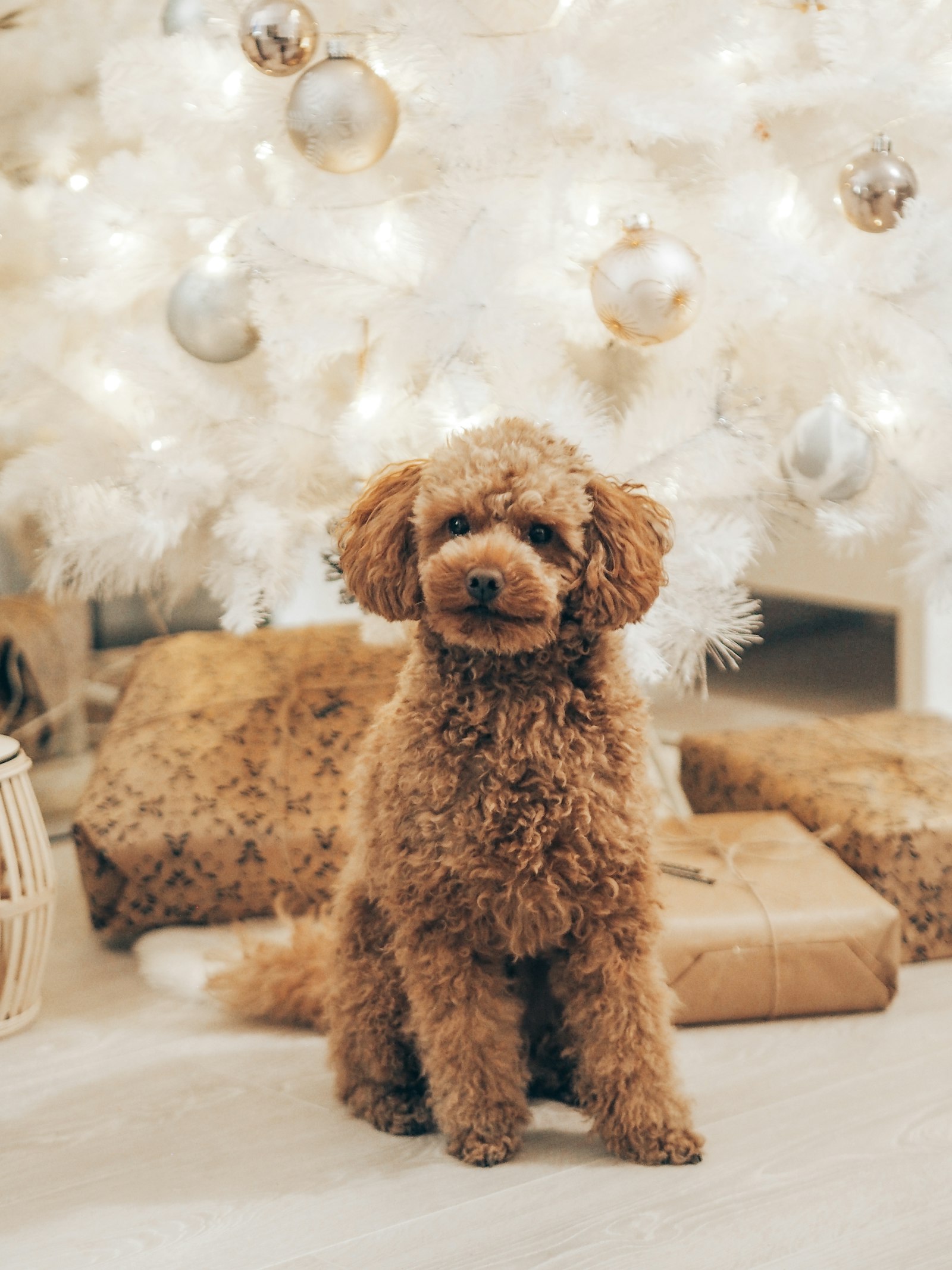 Apricot Poodle sitting in front of a white Christmas tree with wrapped gifts.
