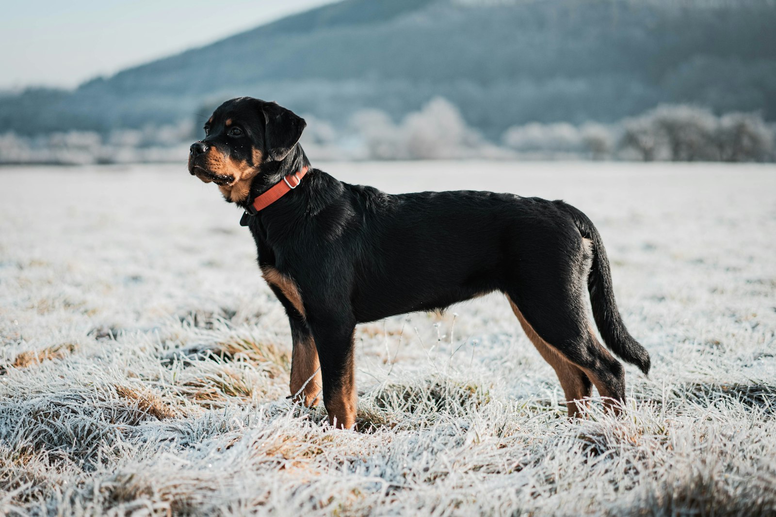 Black-and-tan Rottweiler standing in profile on a frost-covered field, full body showing.