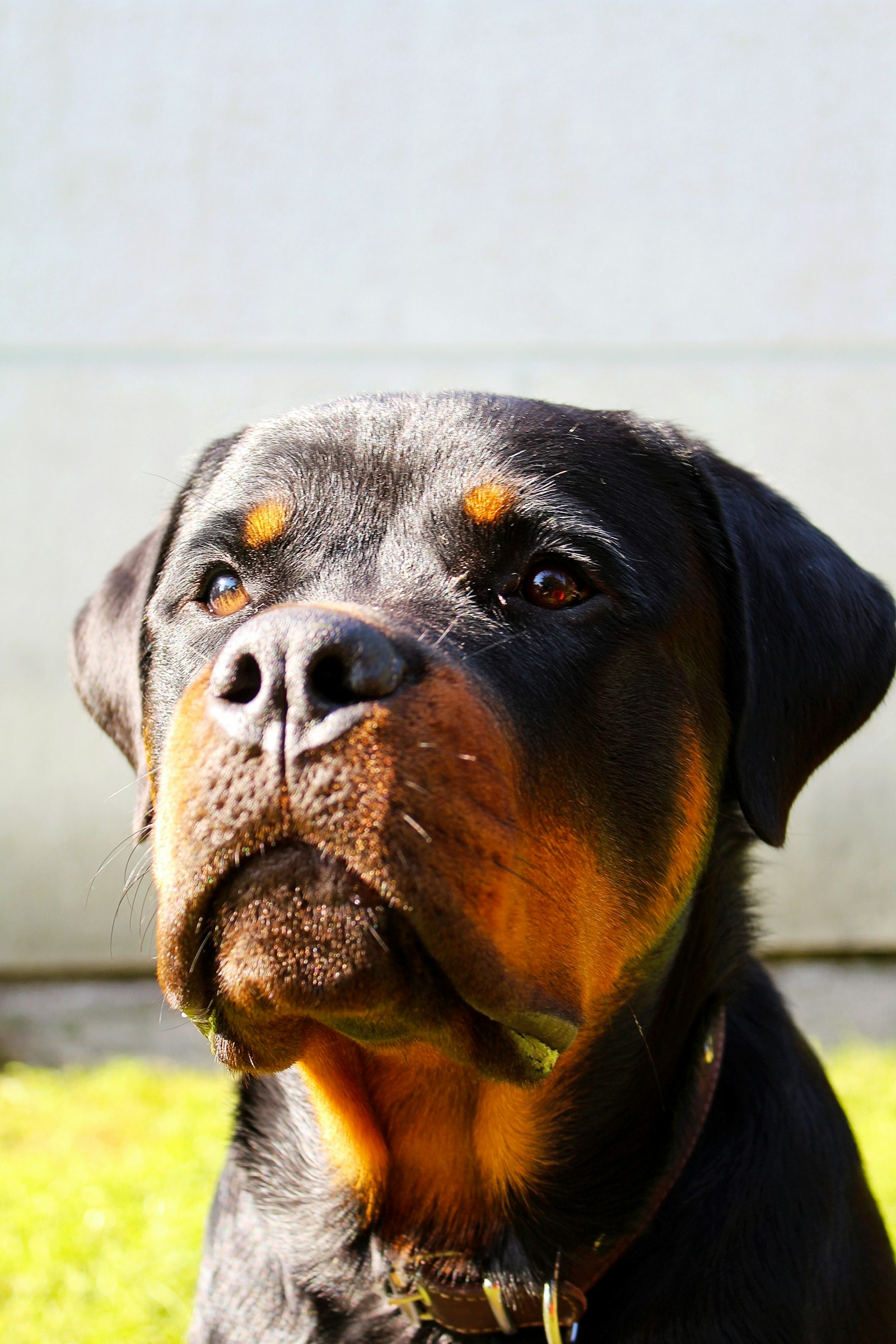 Close-up of a Rottweiler head looking upward, black coat with tan brow spots.