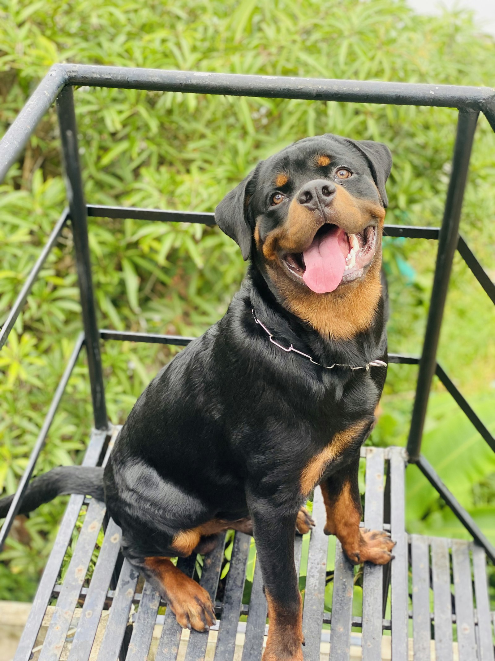 Rottweiler sitting on a metal bench among green foliage, mouth open and tongue out.