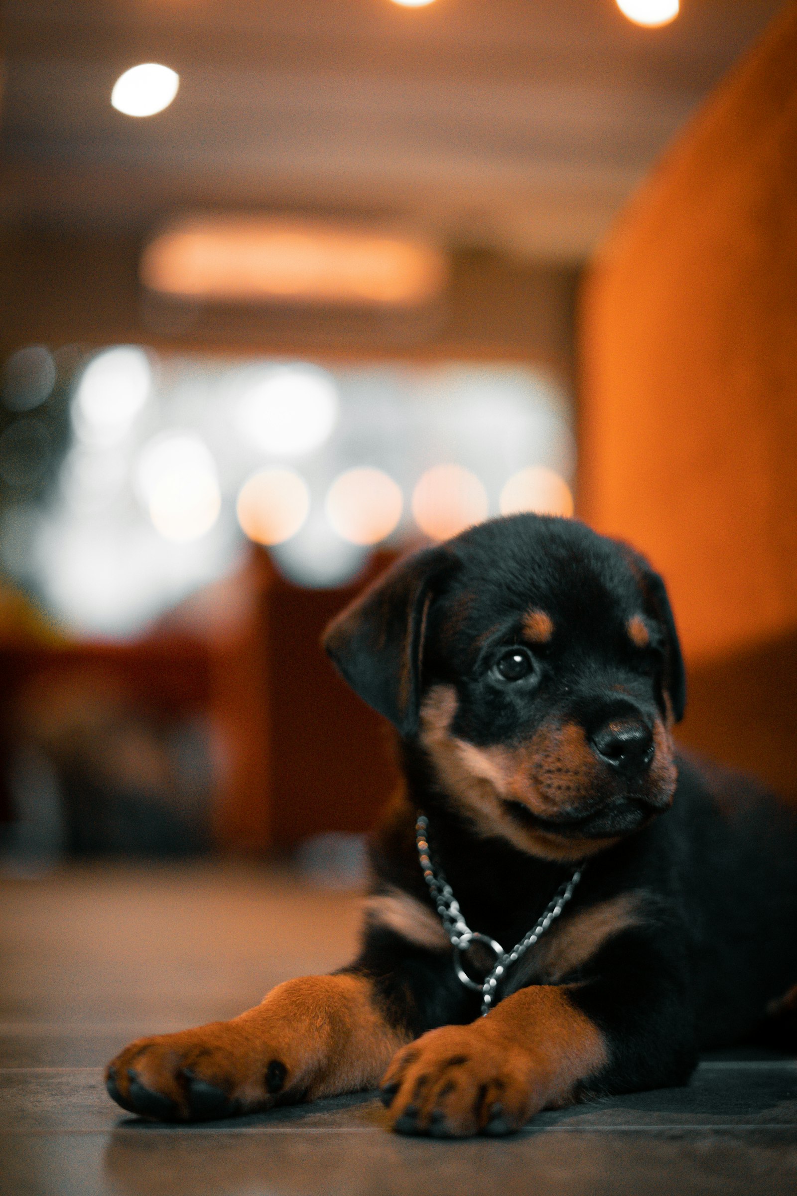 Rottweiler puppy lying indoors on a tiled floor with a chain collar.