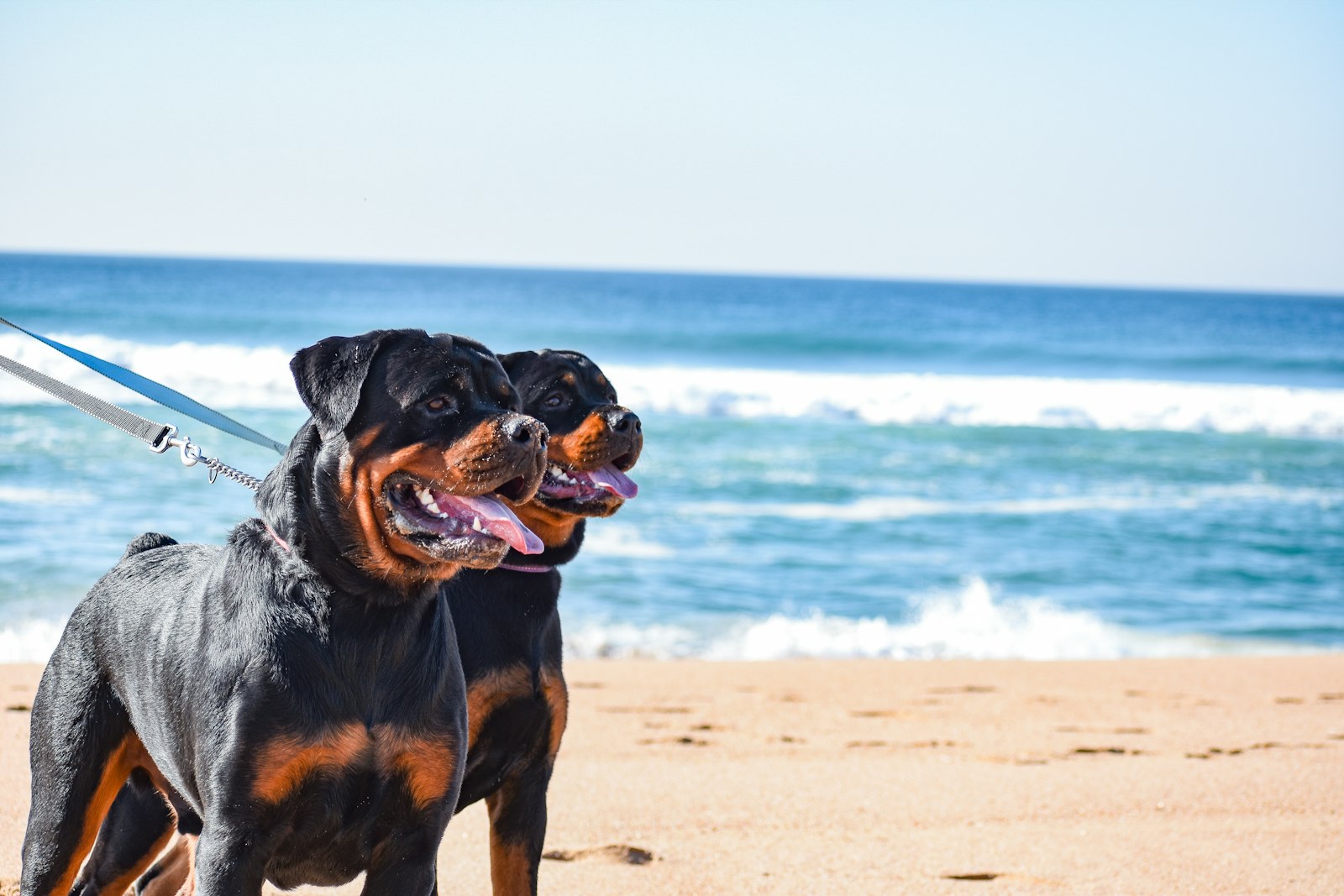 Two Rottweilers on leashes standing on a beach with waves behind them.