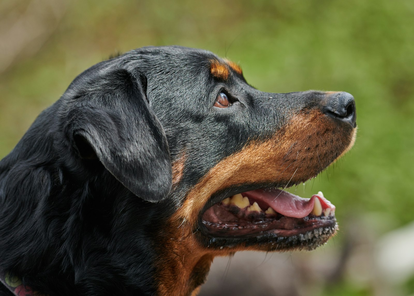 Profile close-up of a Rottweiler head with open mouth, green background.